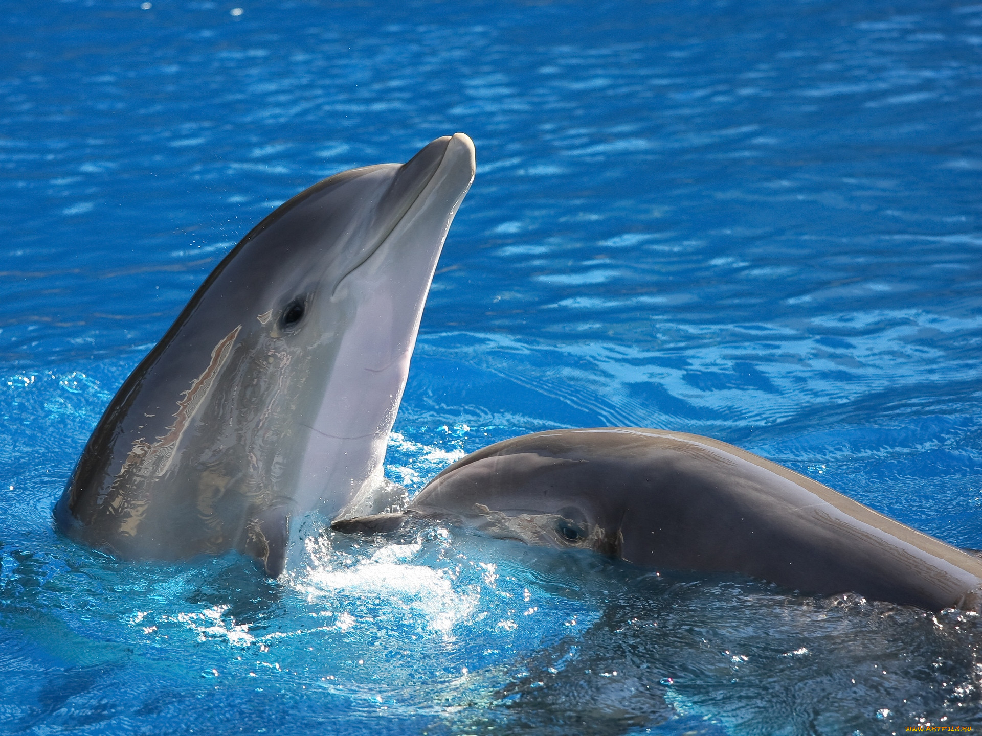 Дельфины фотографии красивые