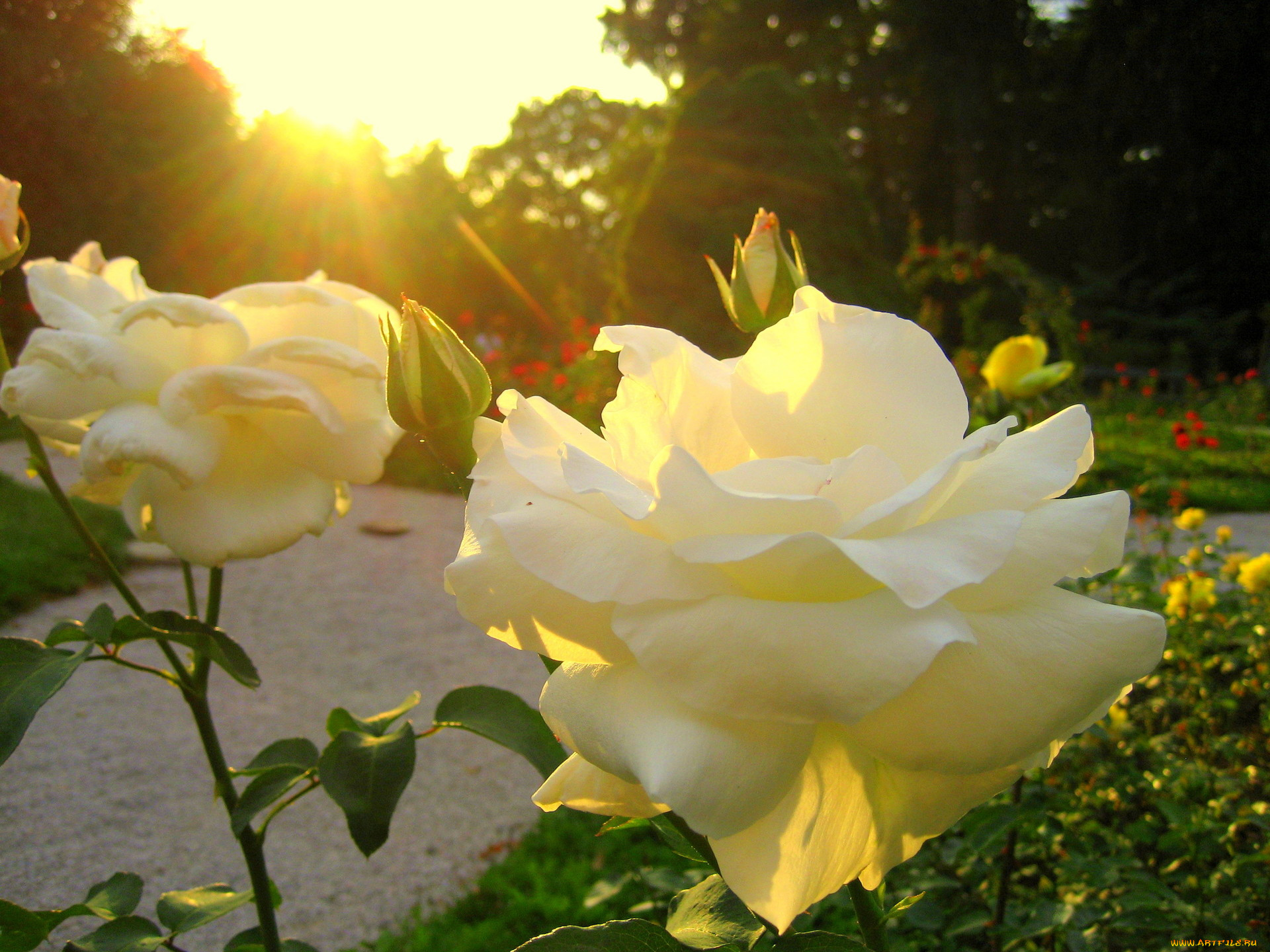 Роза в лучах солнца фото