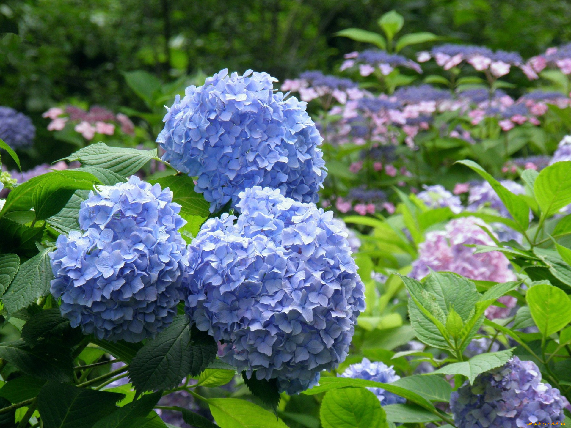 Цветов шапками фото. Гортензия Сельма крупнолистная. Гортензия куст. Гортензия Анабель голубая. Гортензия древовидная синяя.