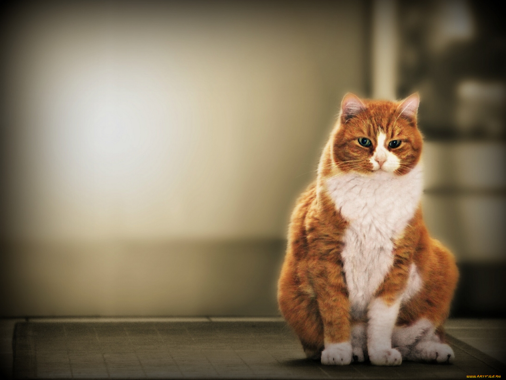 Фото сидящей кошки. Кот сидит. Рыжий кот сидит. Сидячая кошка. Рыжая кошка сидит.