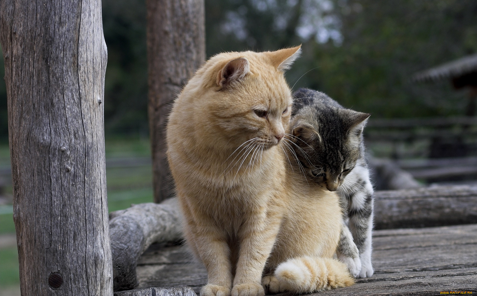 Котики друзья картинки