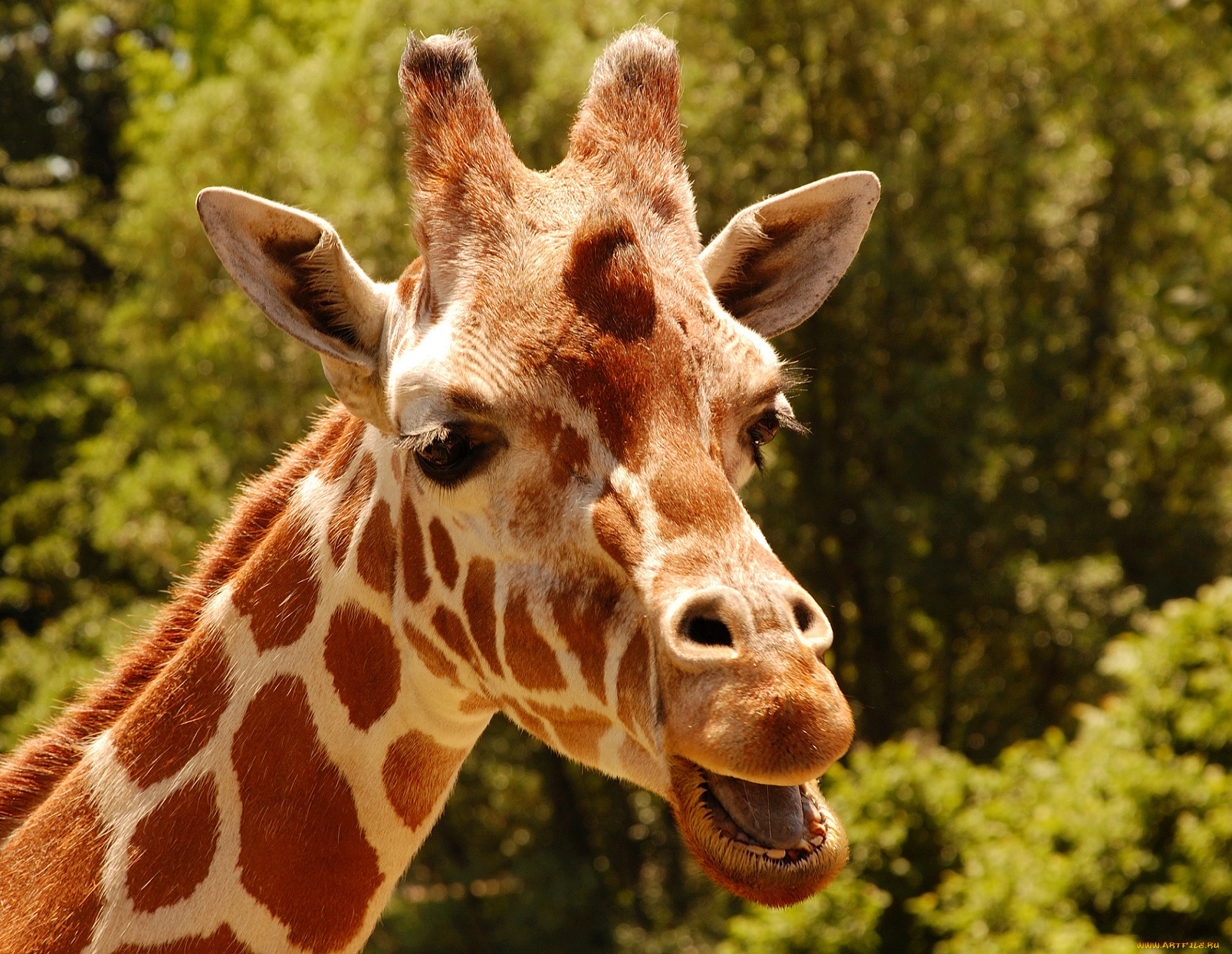 Зубы жирафа фото