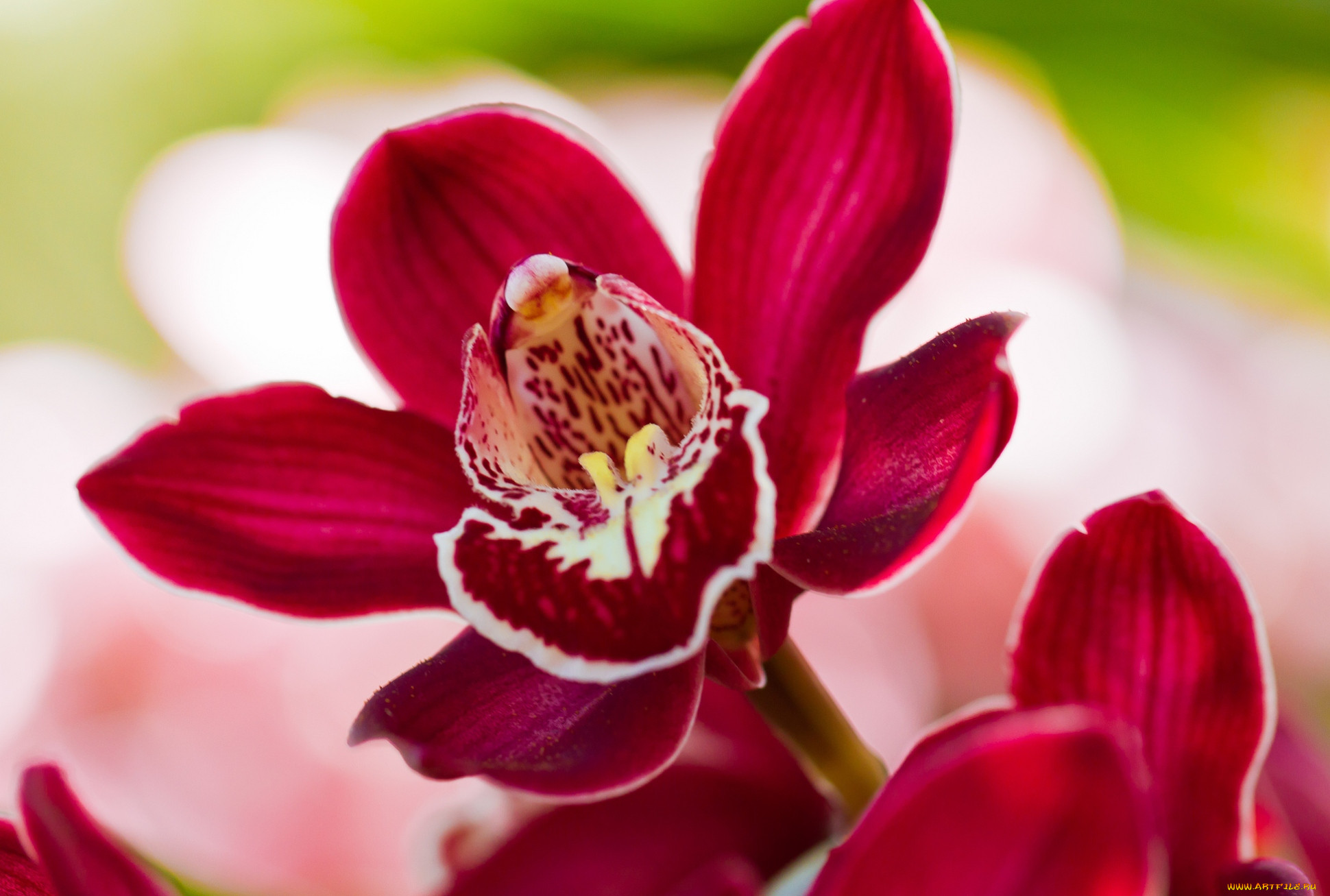 Рыжая Орхидея