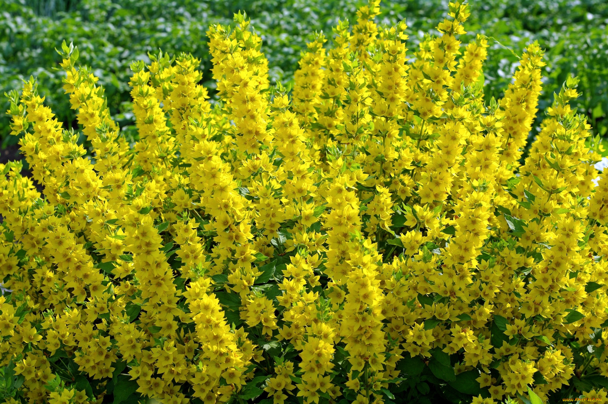 Невысокие Желтые Цветы Многолетники