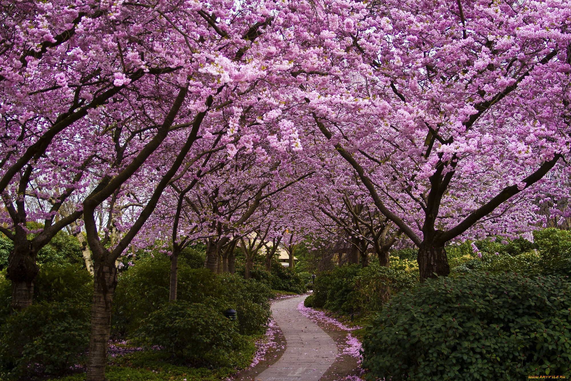 Сакура цветет в саду. Сакуровый сад в Японии. Цветение Сакуры в Японии сады. Сакура черри блоссом дерево. Pink черри блоссом дерево деревья парк.