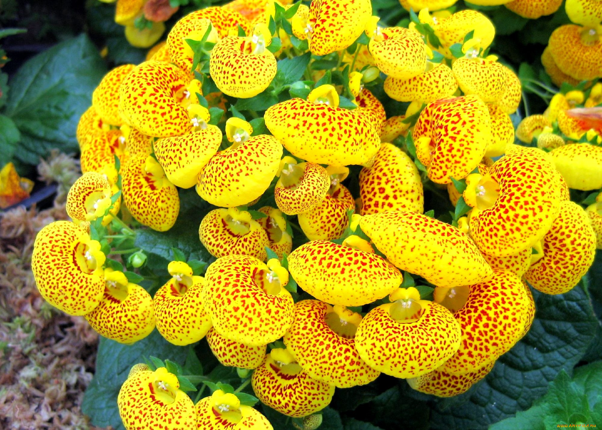 Комнатные растения с желтыми цветами фото и названия