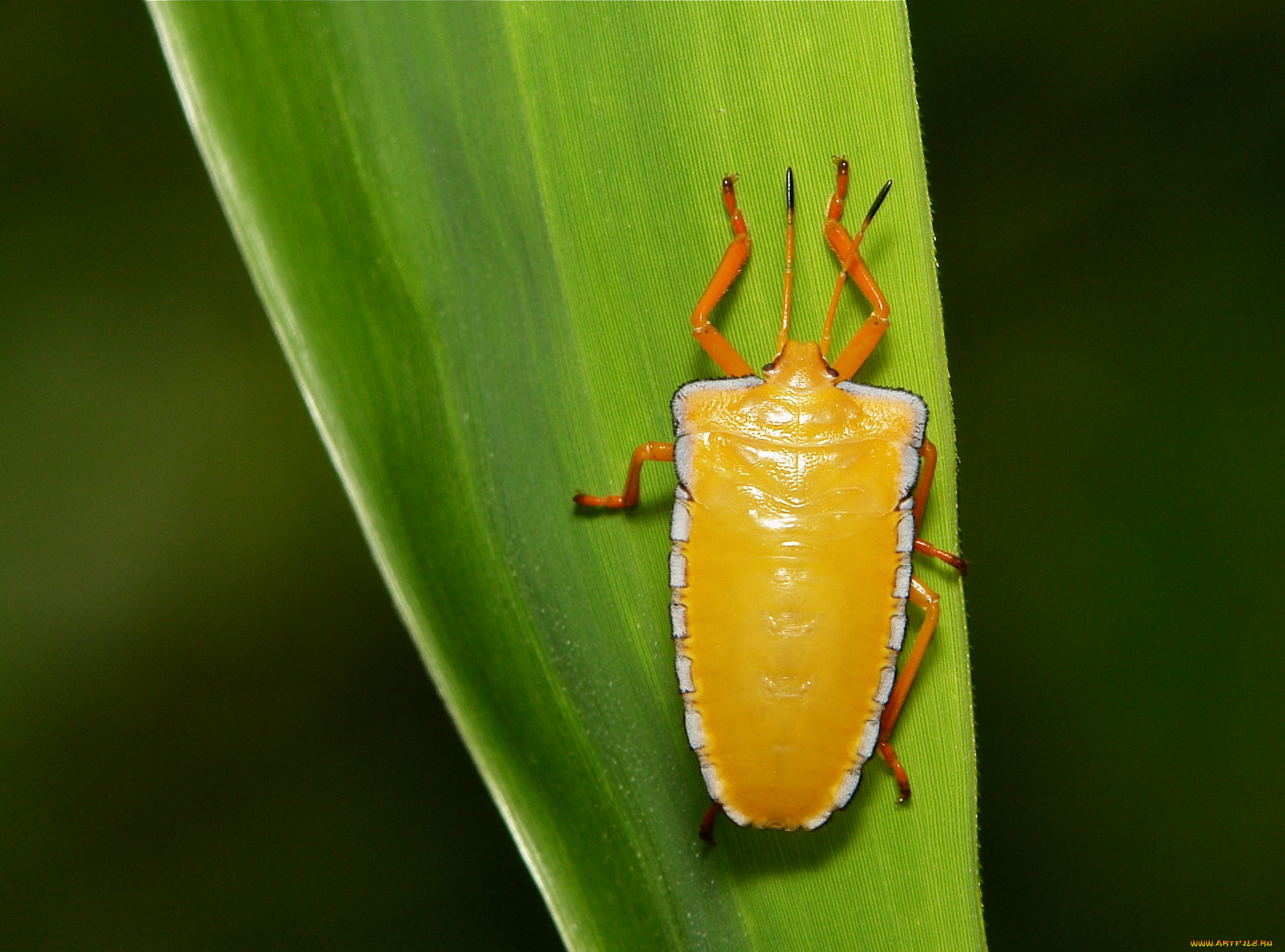 Жуки листочки. Жук листик. Палочник листовидка. Жуки листочки. Жук похожий на листик.