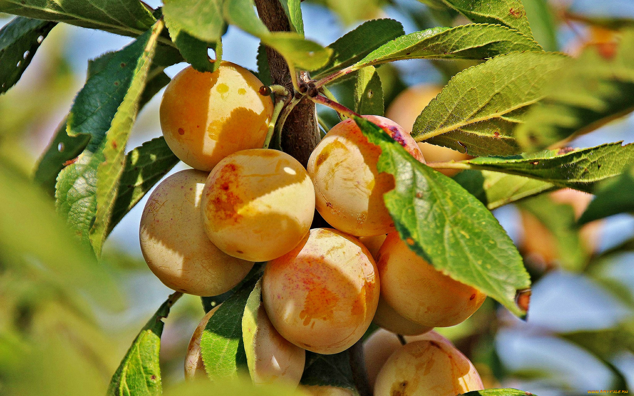 Плодовое дерево персик. Слива алыча абрикос. Слива Мирабель дерево. Абрикос обыкновенный плодовые деревья. Алыча Жемчужина.