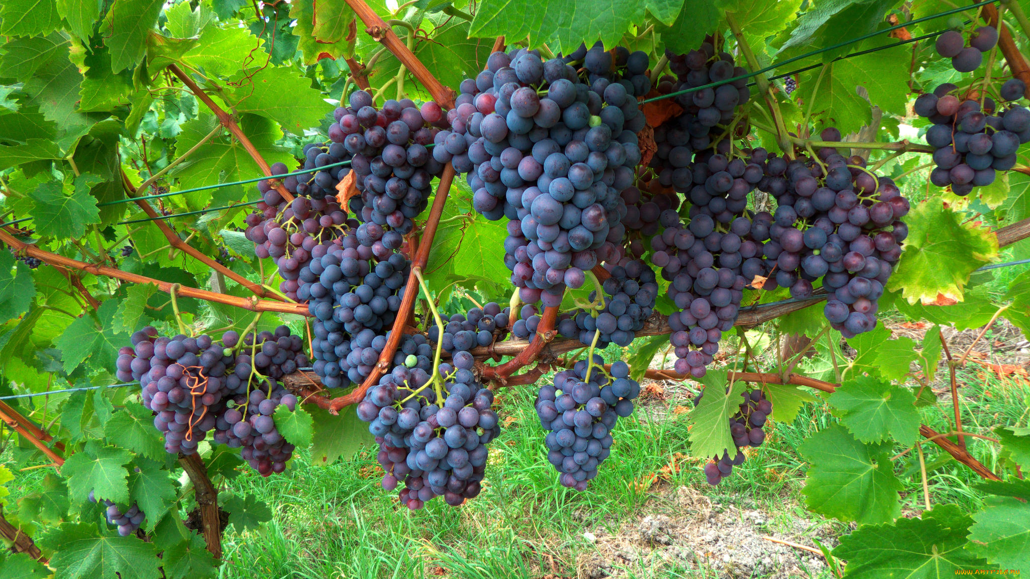 Сорт винограда лидия фото и описание