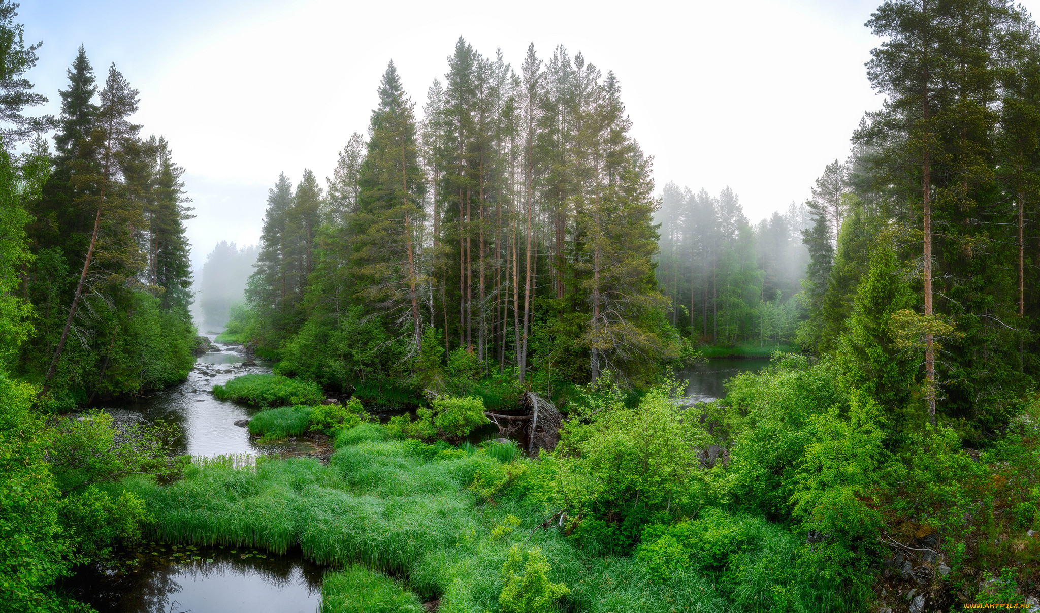 На каком берегу реки черной находится лес. Тайга (хвойные леса) реки Сыктывкар. Река озеро лес ресторан Якутск. Река в лесу. Озеро в лесу.