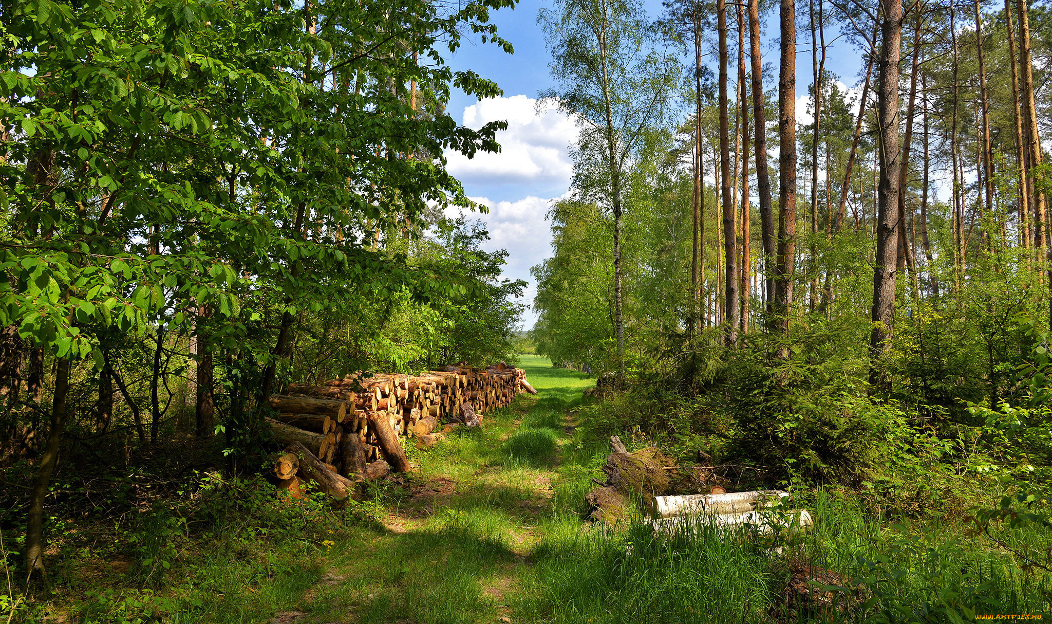 Фото на бревне в лесу