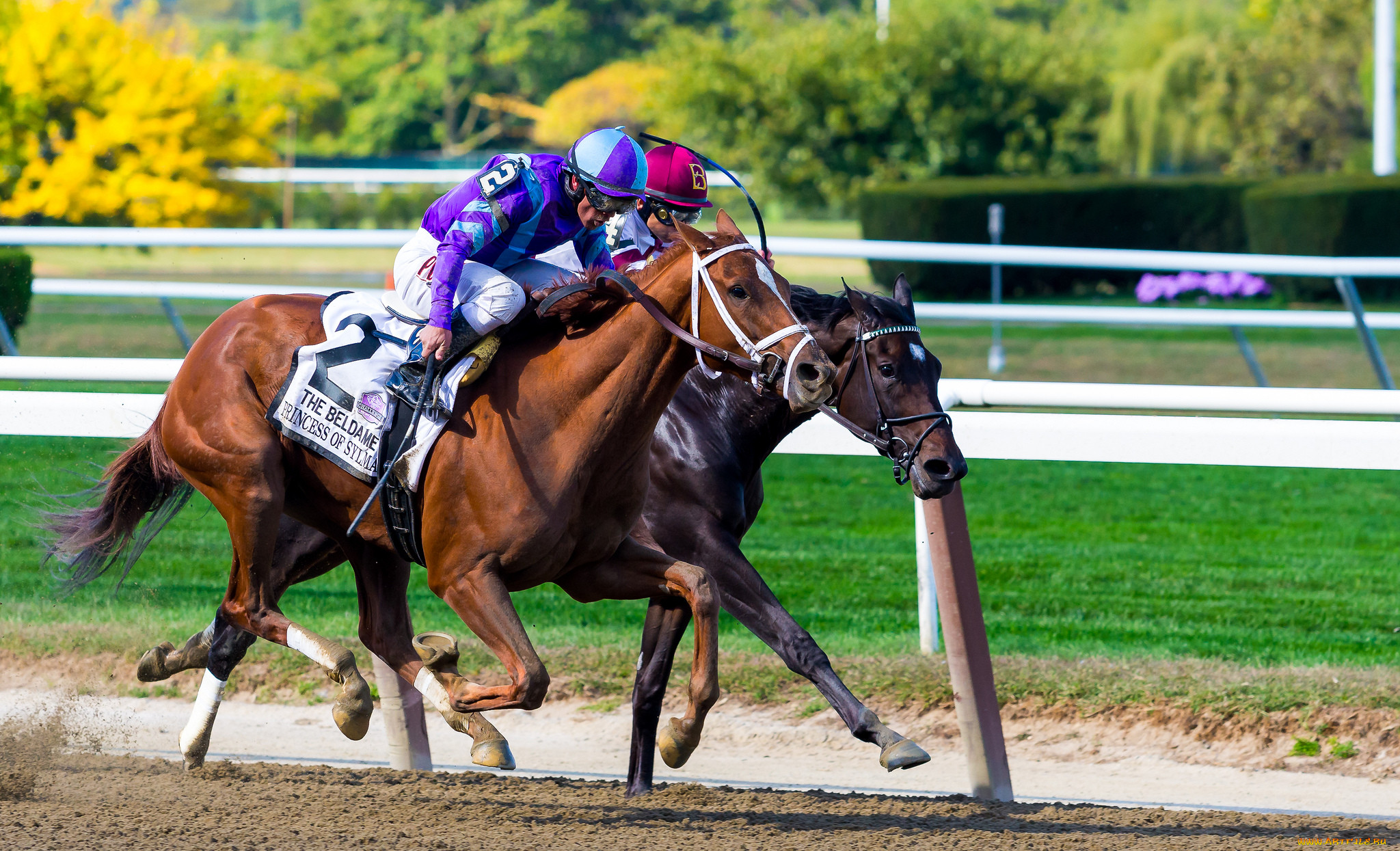 Sports horse racing. Конный спорт. Спортивные лошади. Спортивное коневодство. Конный спорт спортсмены.