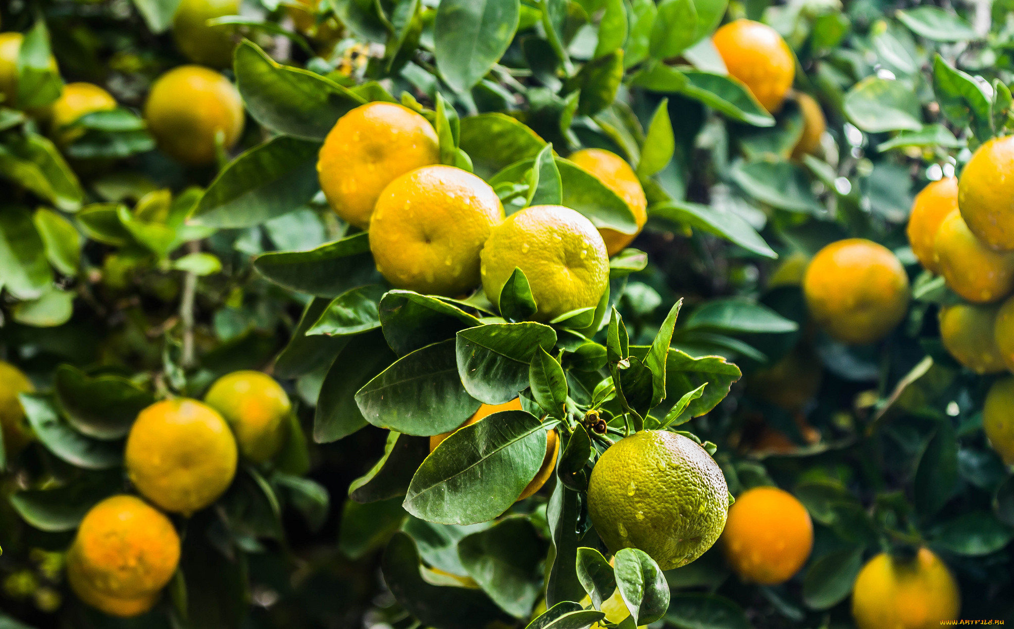 Лайм плод. Цитрусовое дерево тайваня сканворд 6 букв. Листья мандаринового дерева. Цитрусовое дерево с шипами. Цитрусовое дерево тайваня сканворд 6 букв.