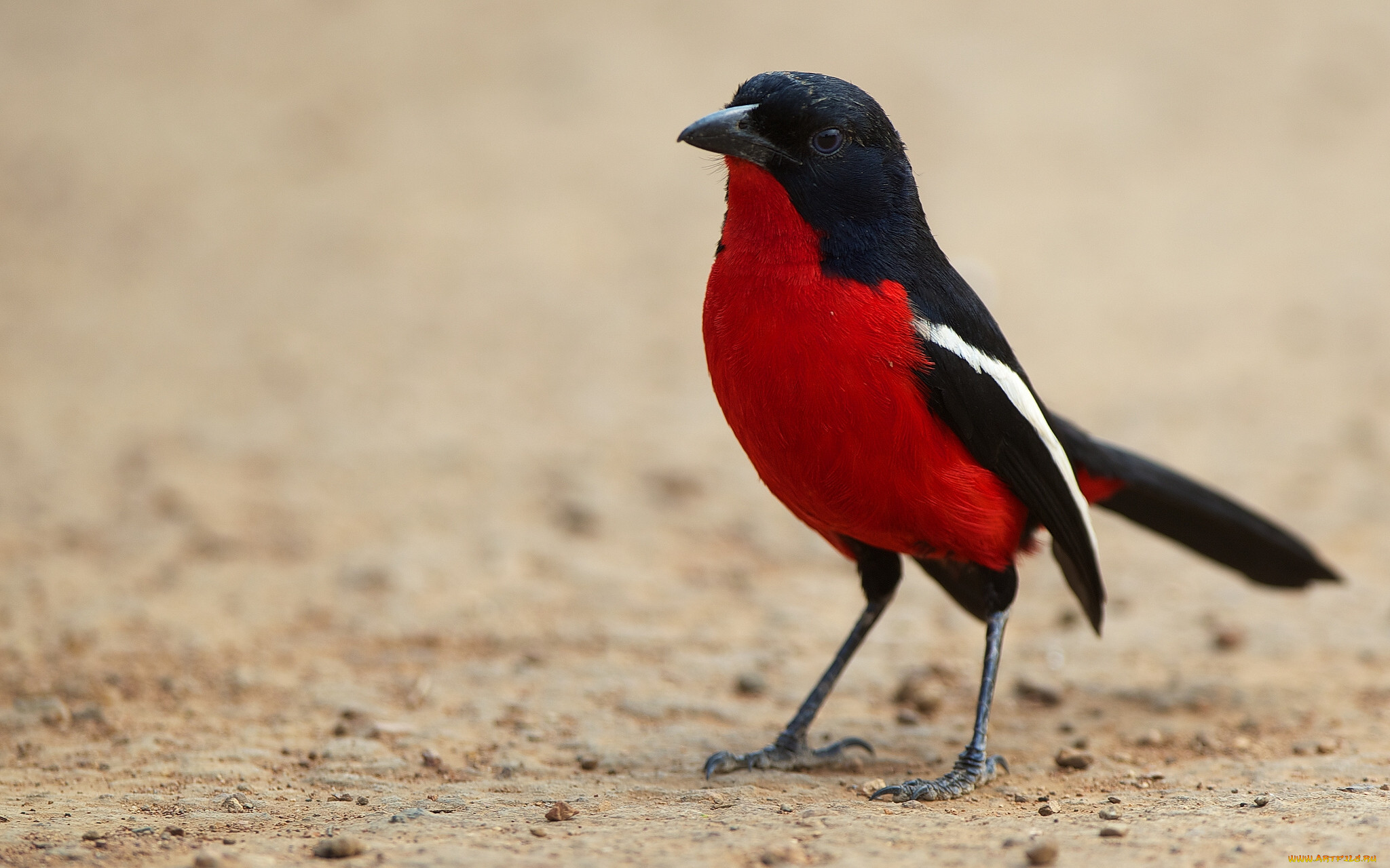 Птички С Красными Грудками Фото