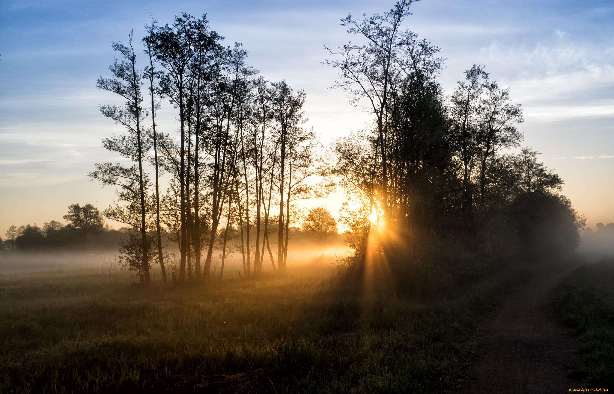 Фото Восход В Лесу