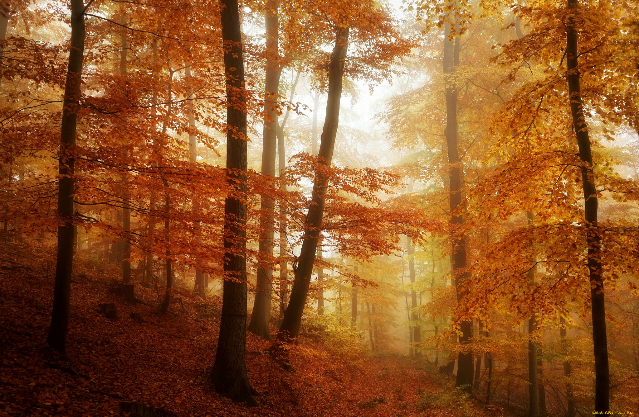 Может ли вас взволновать красота осеннего леса. Обои осень. Красивый светлый осенний лес хорошего качества. Лес осенью фото рисунок. Осенние пастельные лес обои на телефон.