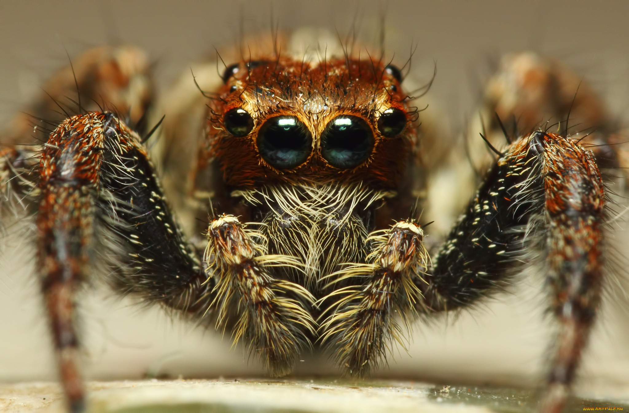 Жуков 6 у паука 8. Паук plexippus paykulli. Паук птицеед глаза. Морда паука. Глаза паукообразных.