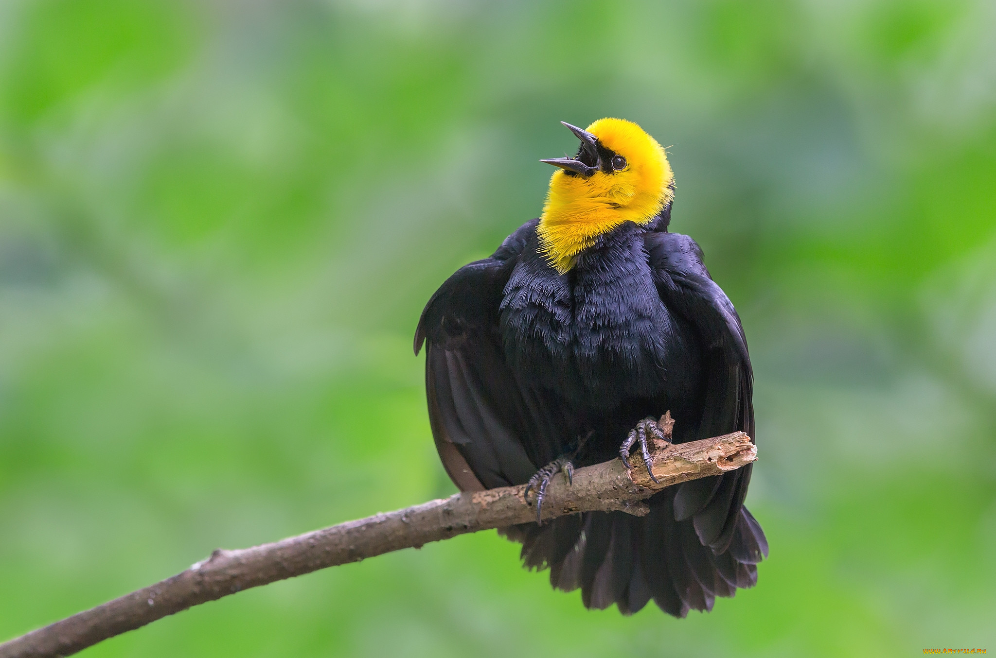 Желтая птица с черными крыльями. Желтоголовый трупиал. Желто черная птица. Птица с желтой головой.