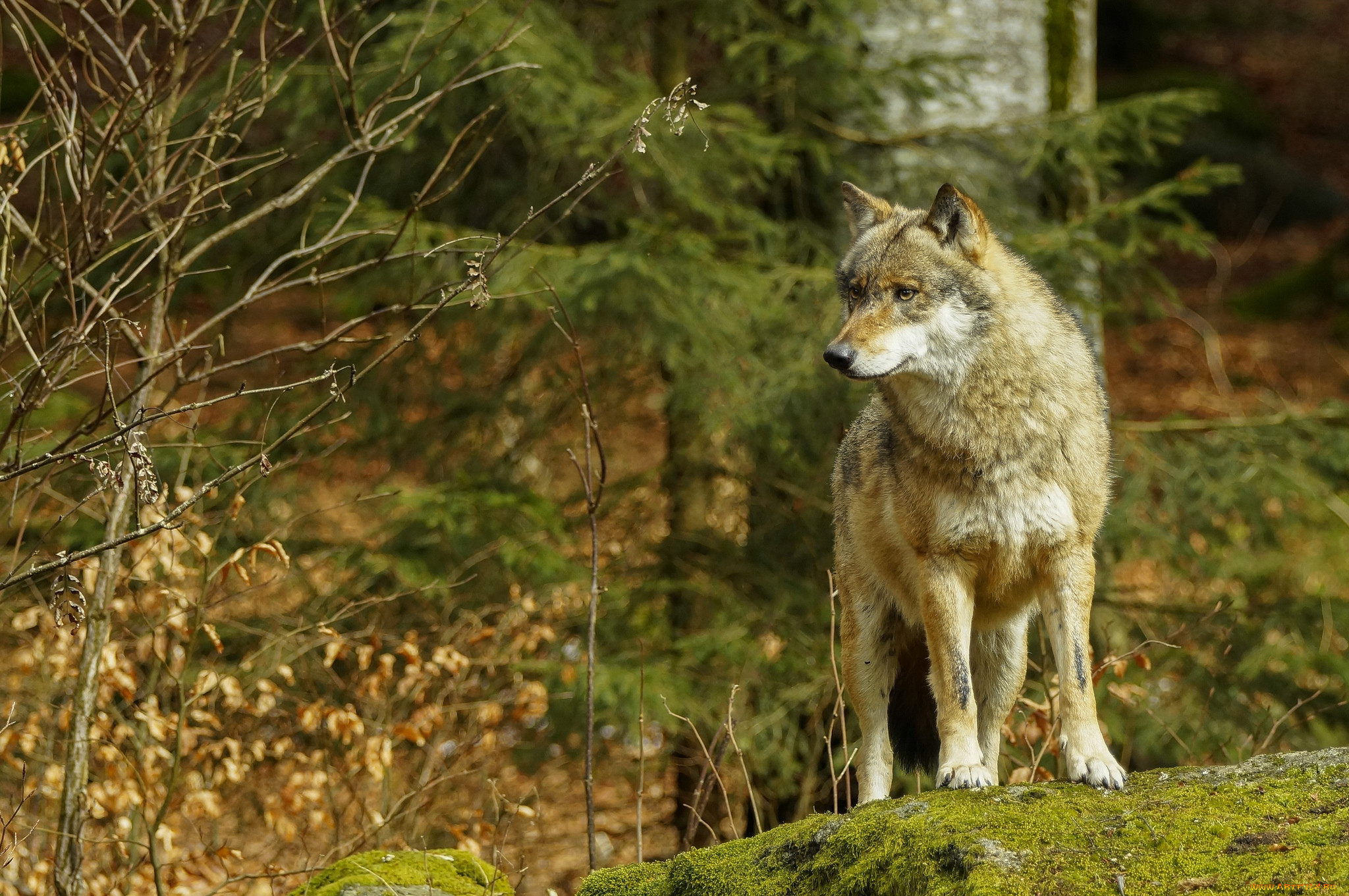 Природу про волков. Волк серый обыкновенный. Волк в лесу. Дикие звери в природе. Таёжный волк.