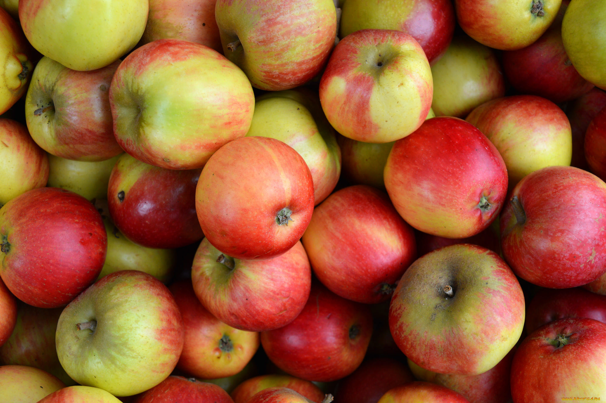 Round Apple Booty