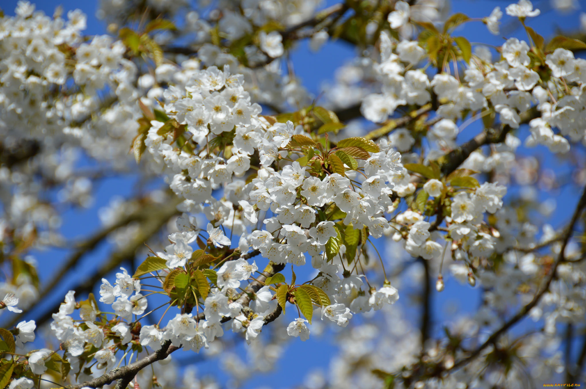 Красивые фото цветущих деревьев весной