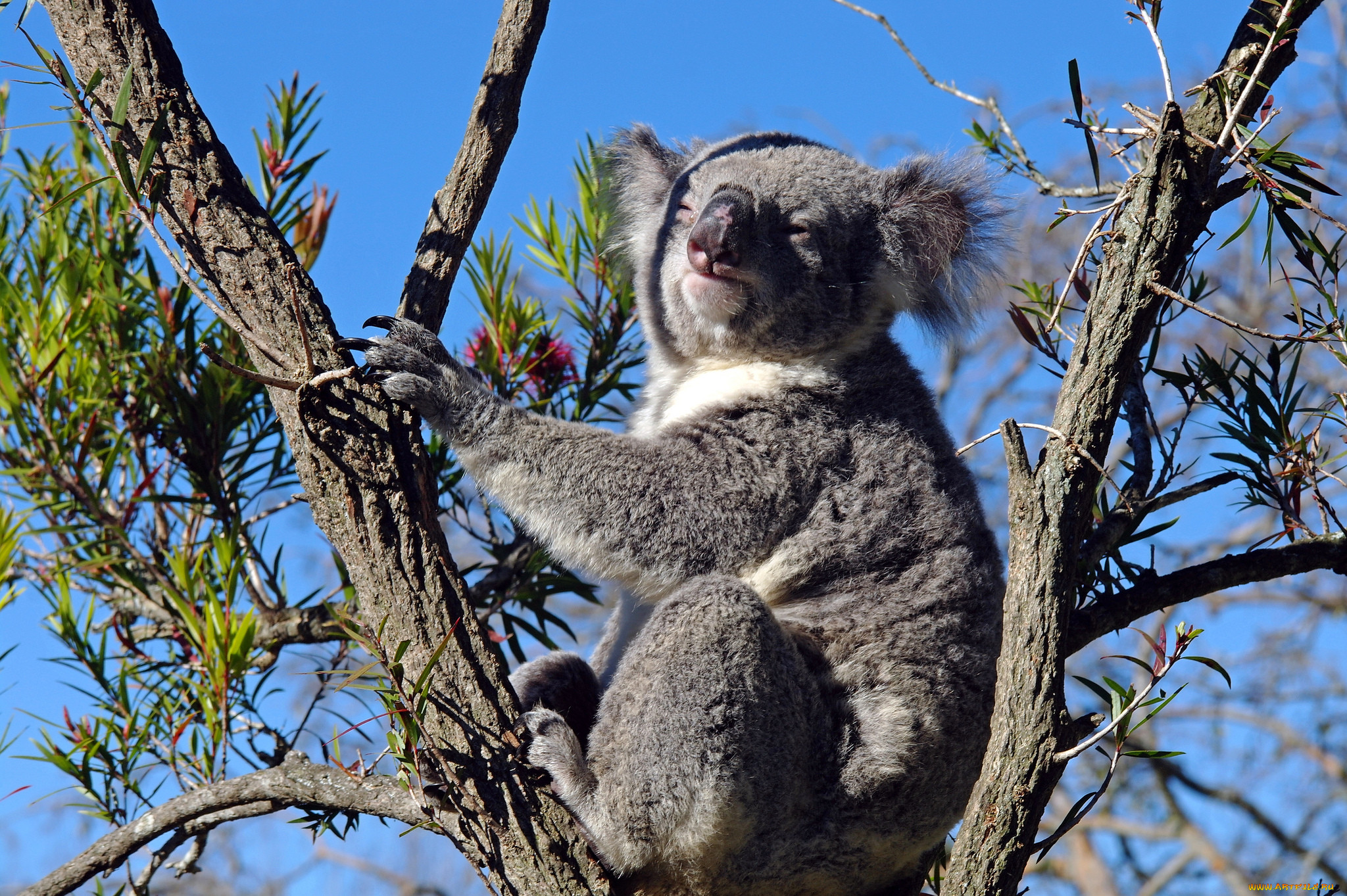 Коала Фото Животного Картинки