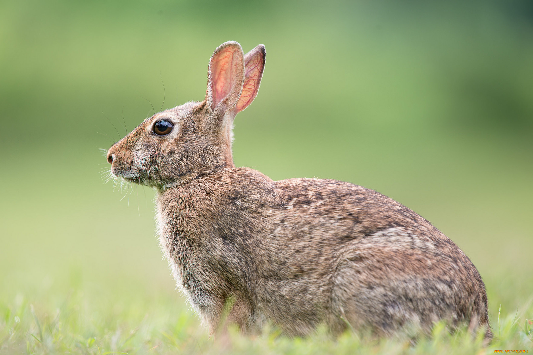 заяц хваста. гибрид кролика. гибрид кролика. кролики породы паннон. котокролик тоби.