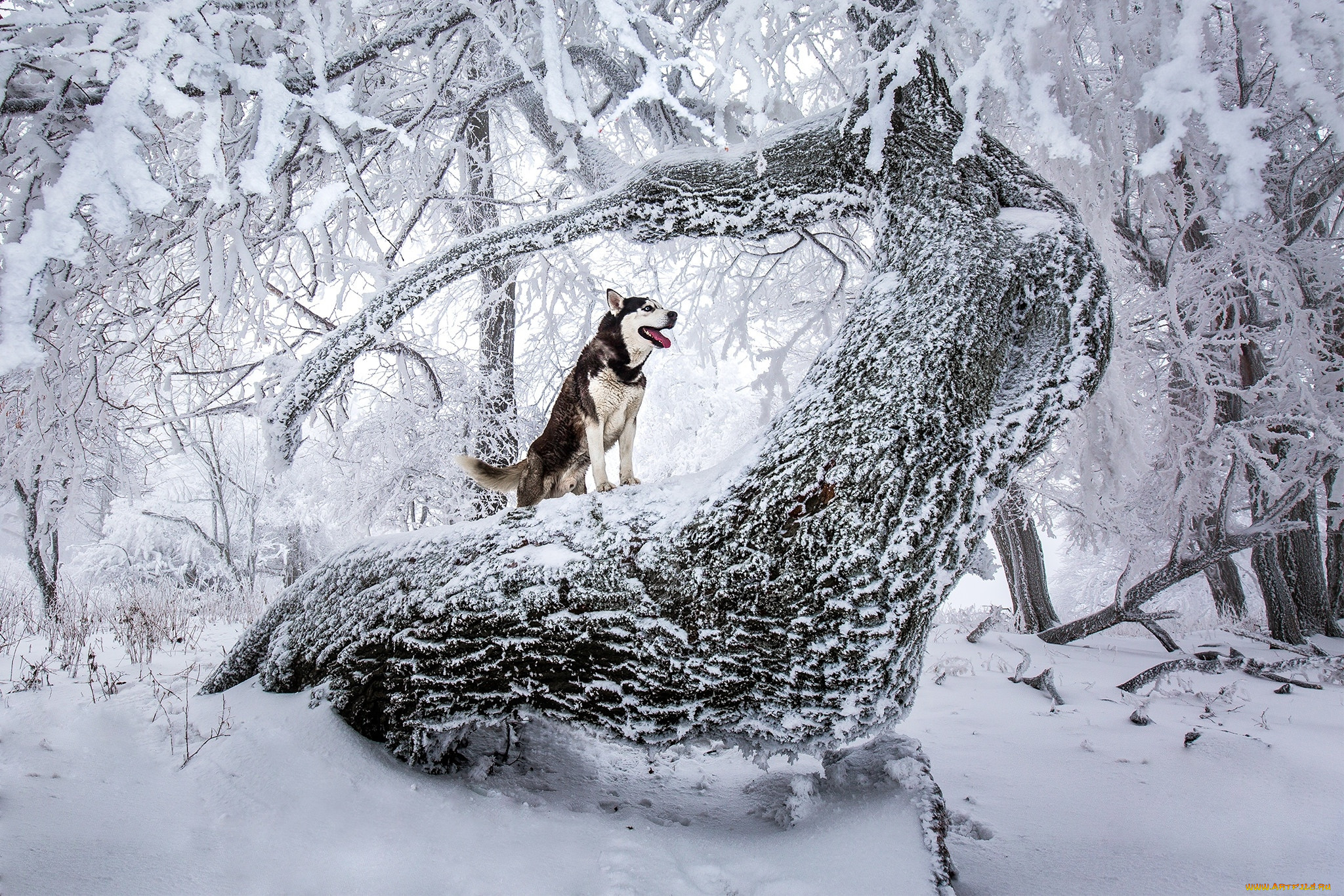 Фото Зимней Собаки