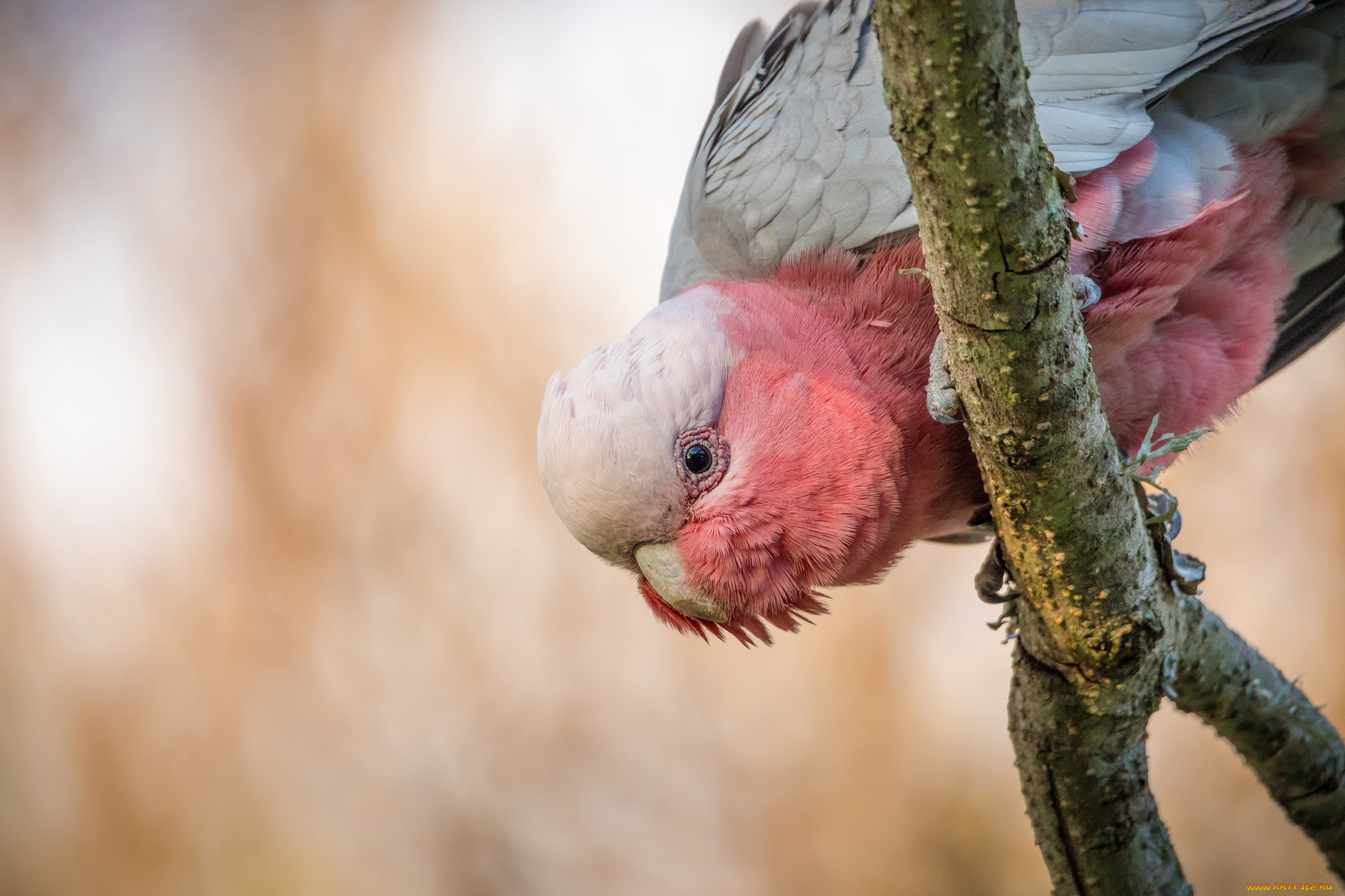 Peekaboo Cockatoo