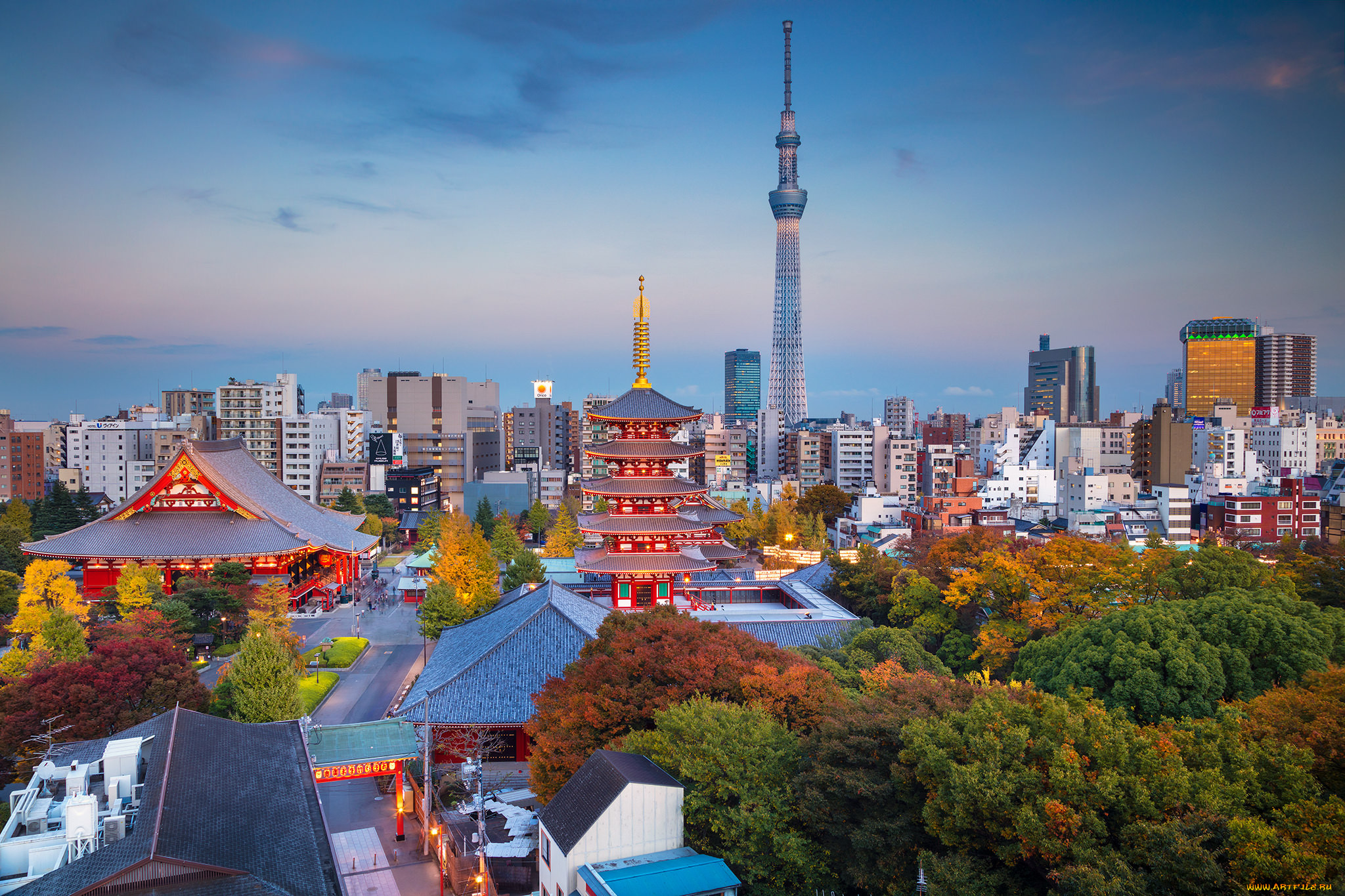 Escorts In Tokyo Japan