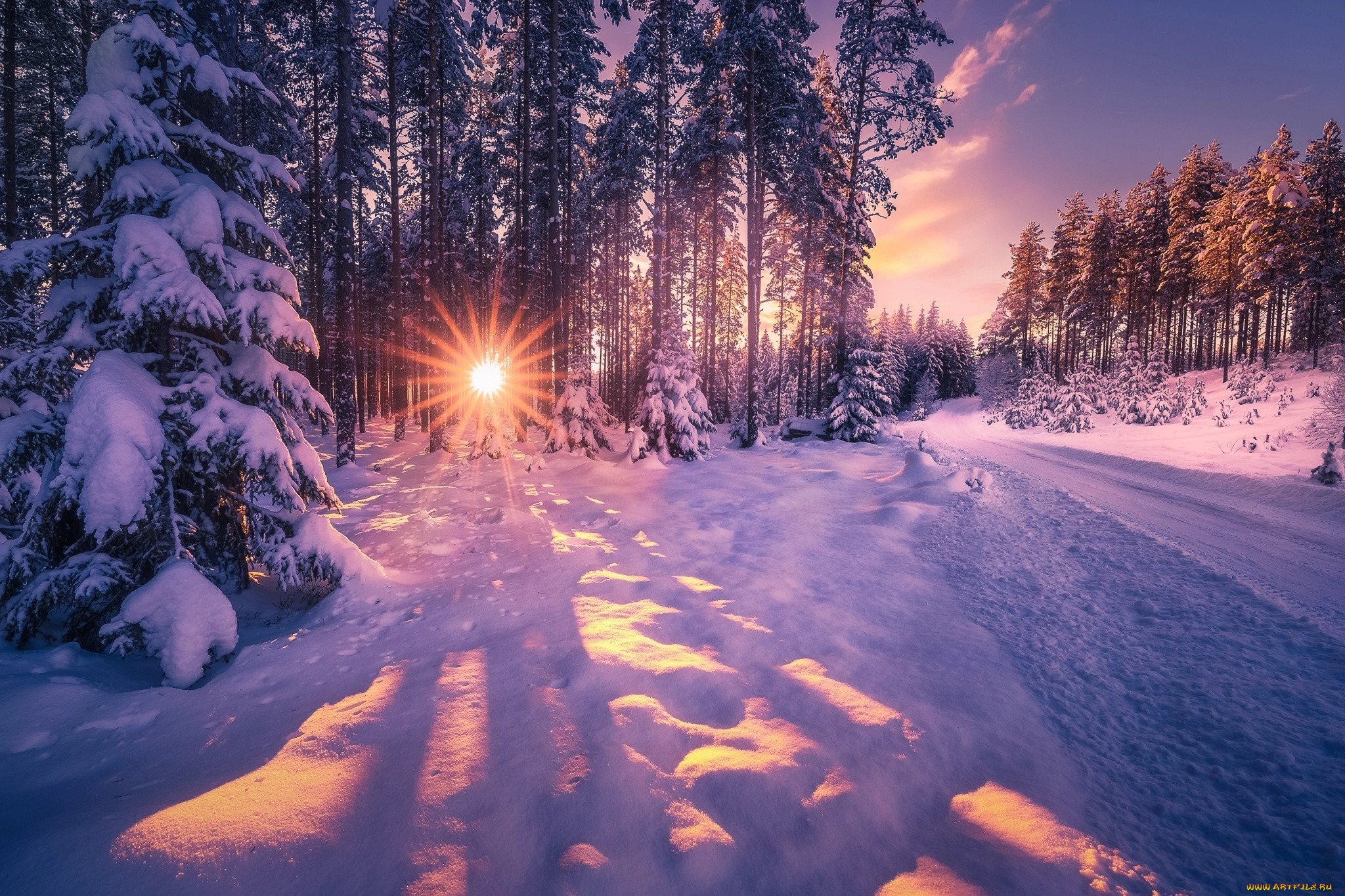 Солнце в зимнем лесу фото