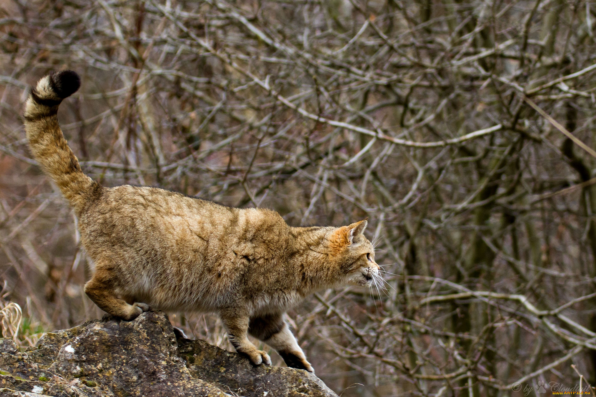 Дикий кипишь. Европейский дикий Лесной кот. Дальневосточный Лесной кот. Кавказский дикий Лесной кот. Европейская Дикая Лесная кошка.