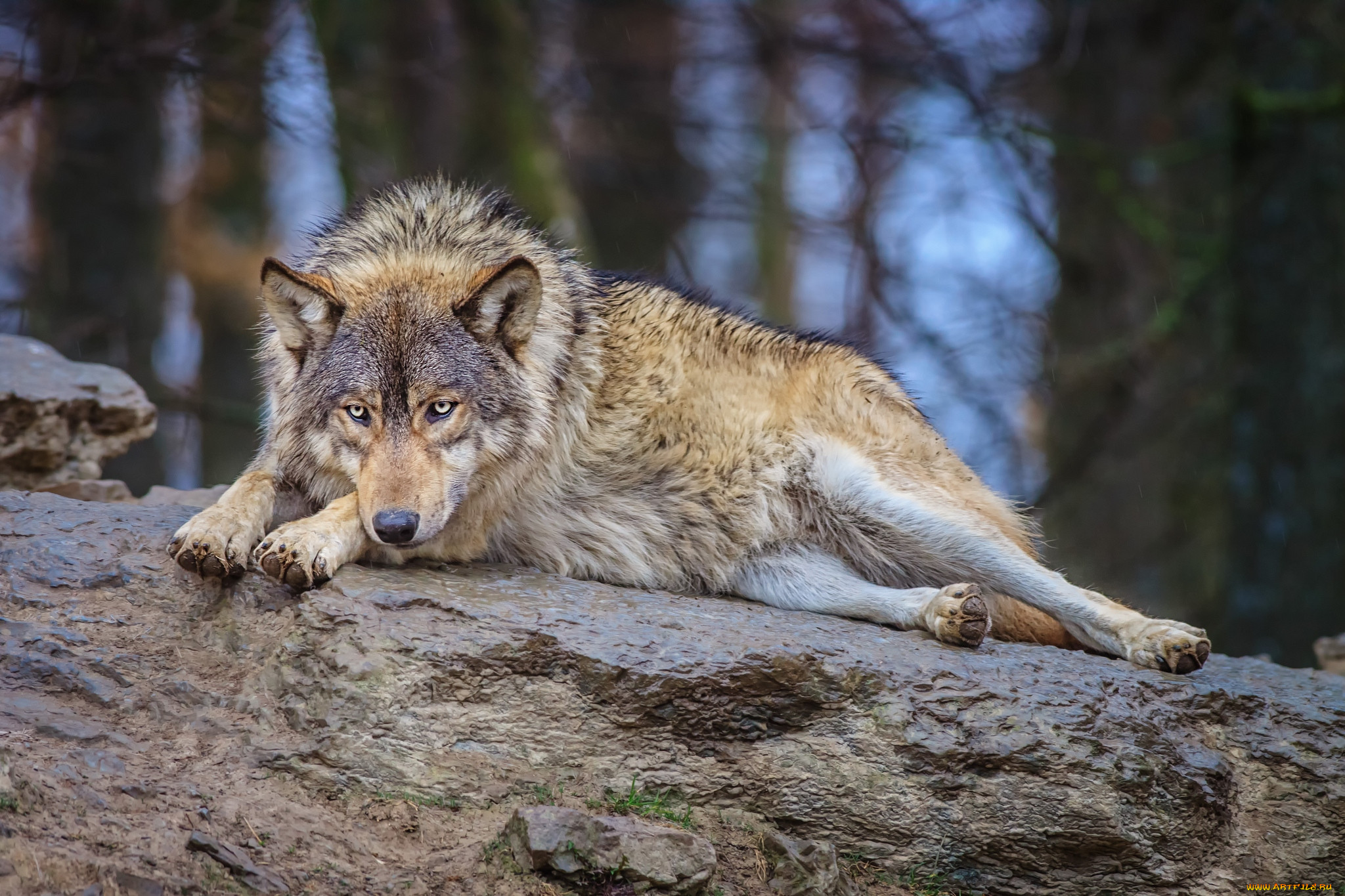 Жизнь серого волка. Гималайский волк. Сибирский Лесной волк. Волк в тайге. Дикие звери.