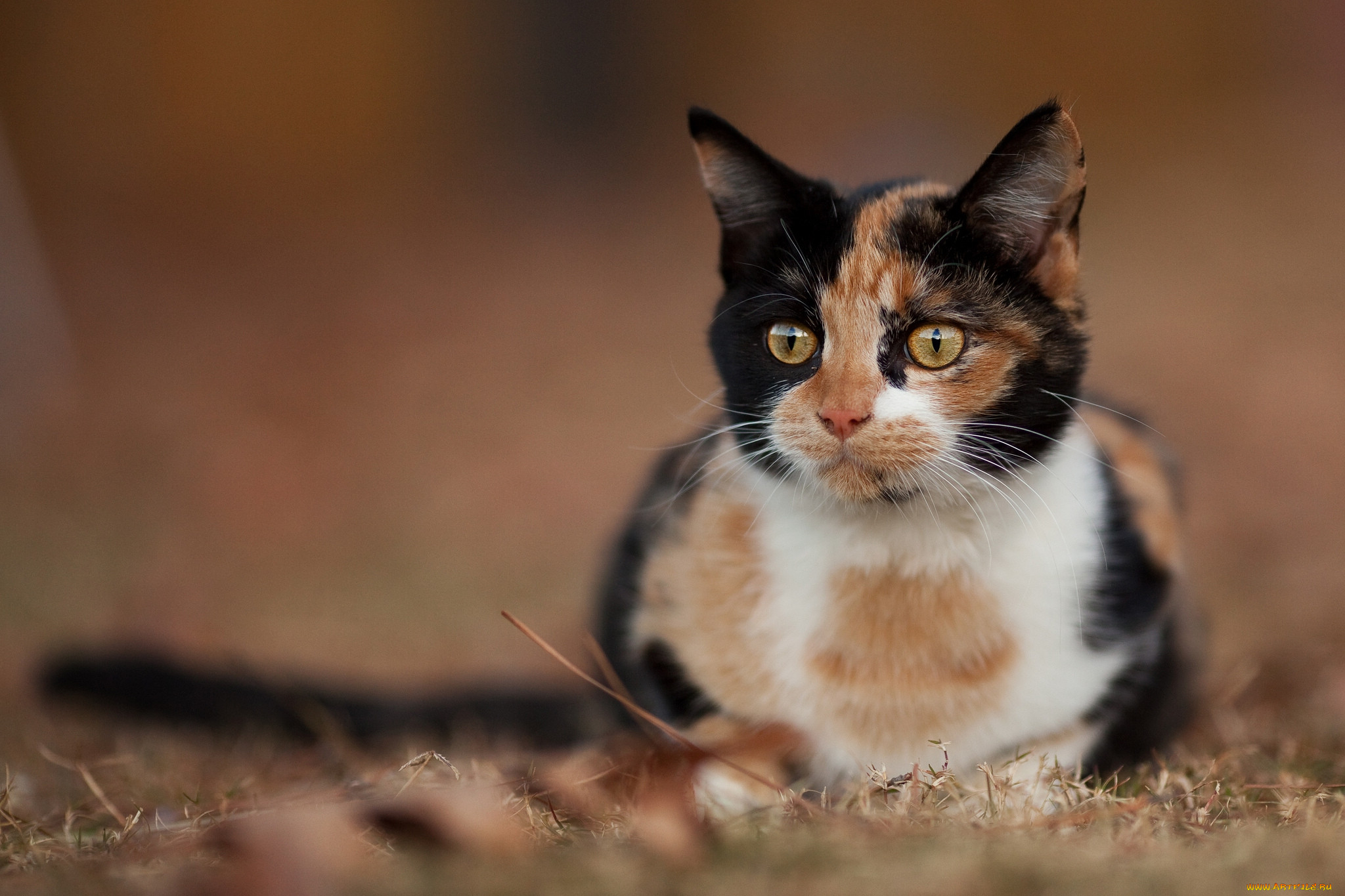Пестрый кот. Трехшерстная кошка порода. Порода Калико. Эгейская кошка трехцветная. Кошка породы Калико.