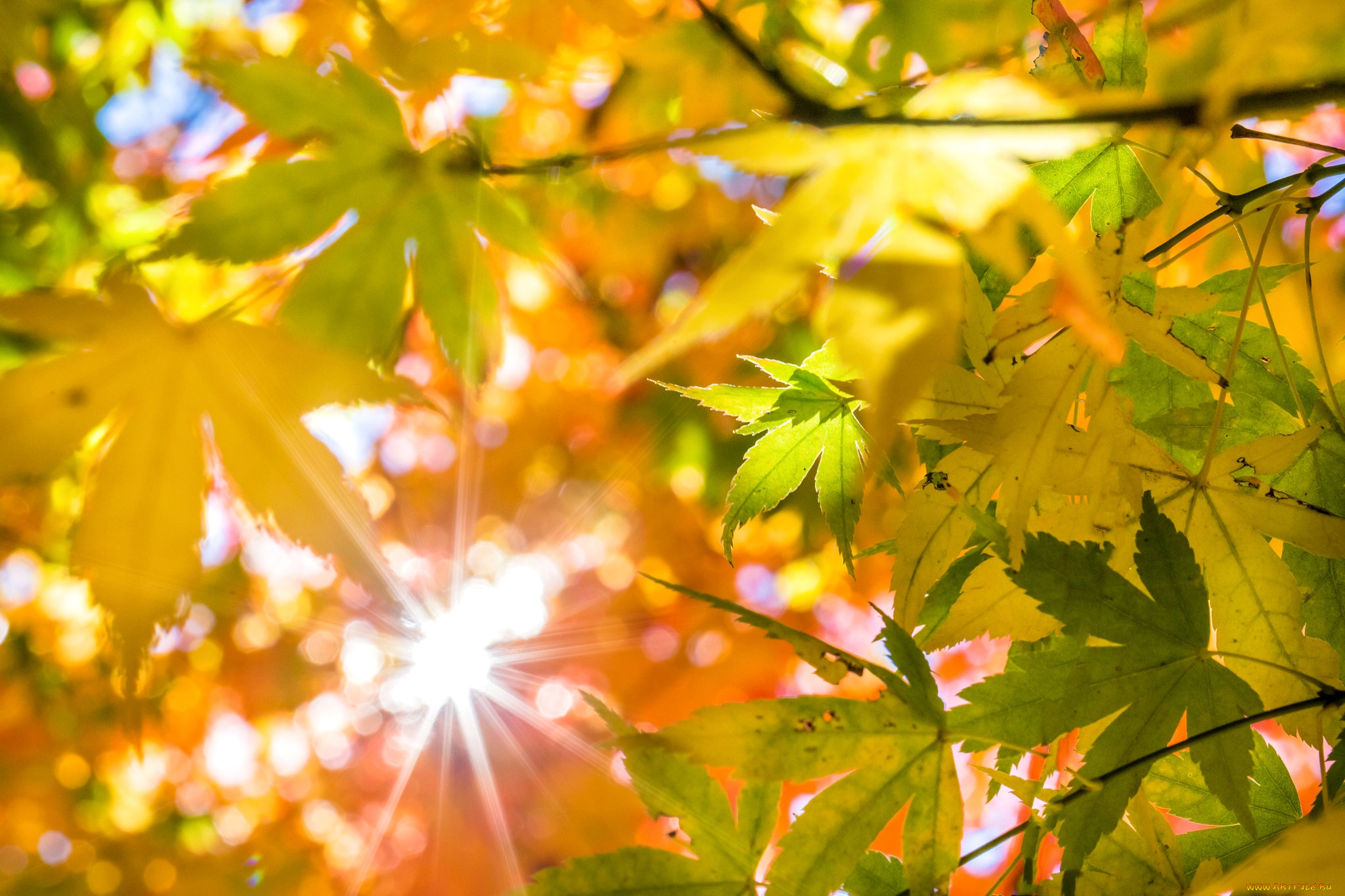 Золотом заполыхала листва место сбора. Солнечная осень. Осеннее солнце. Осень листья солнце. Солнечный осенний день.