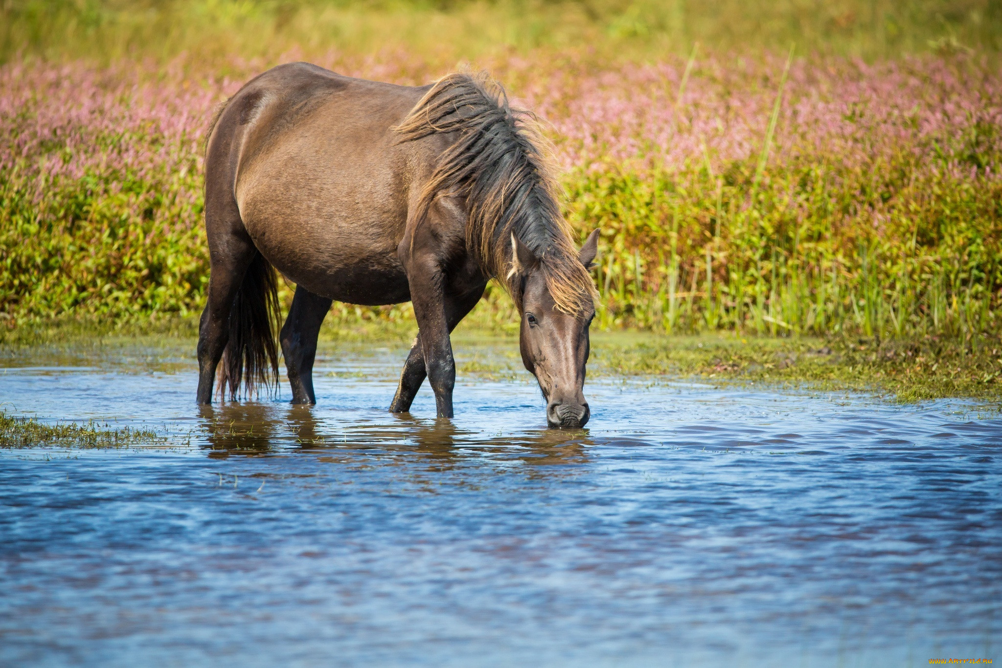 Лошадь пила воду