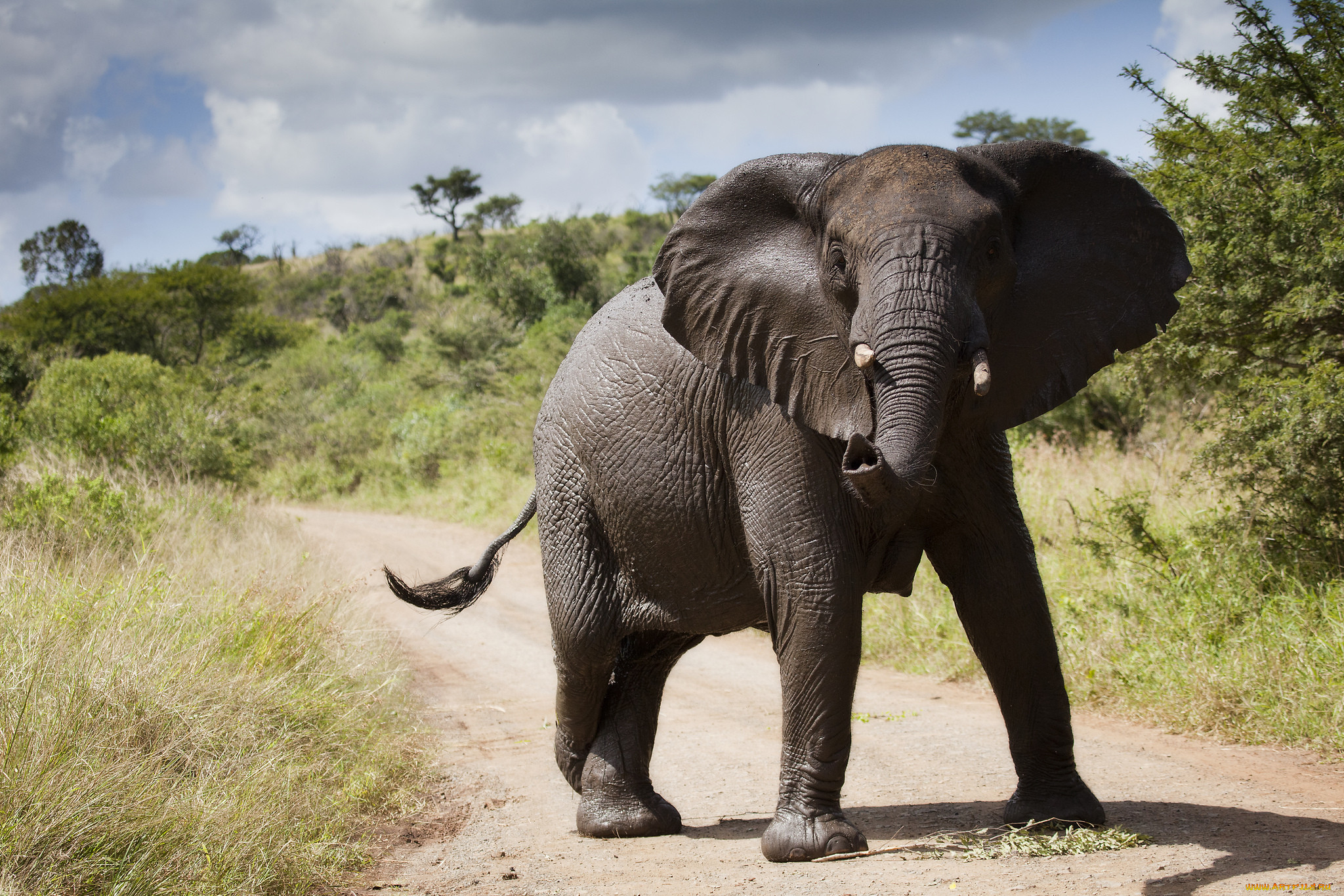 Elephant. Слон животное. Большой слон. Самый большой слон в мире. Слон дикое животное.