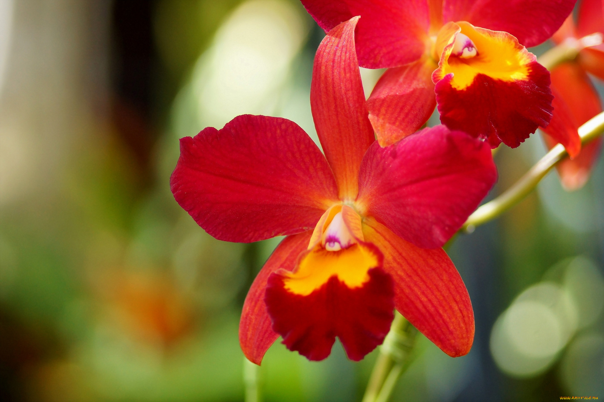 Орхидея живая цветок. Орхидея фаленопсис красная. Алая Орхидея. Фаленопсис тункан. Орхидея Амолар красная.