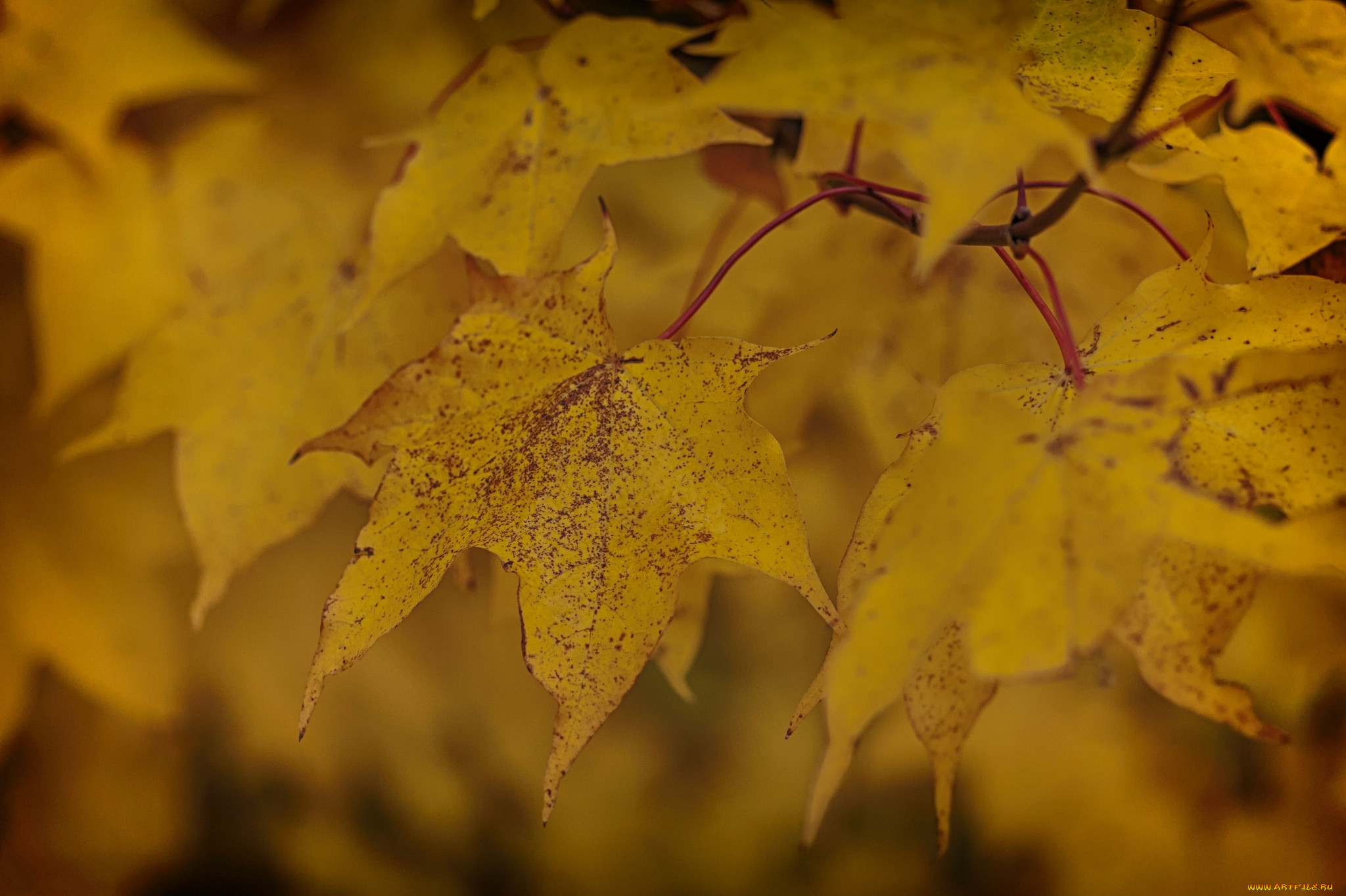 Листья желтые по краям. Желтый лист. Листик желтый. Желтые листья обои. Жёлтый лист осенний.