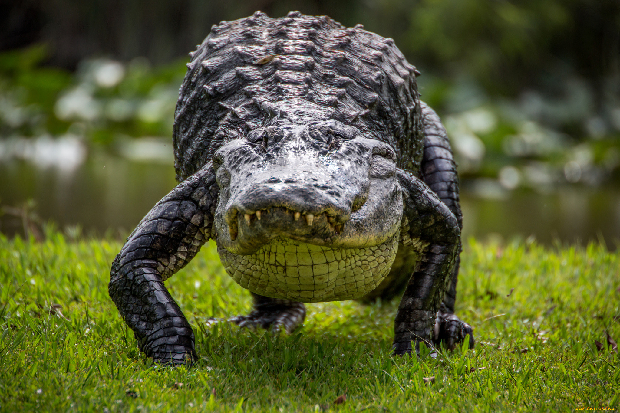 Escort Alligator Houston