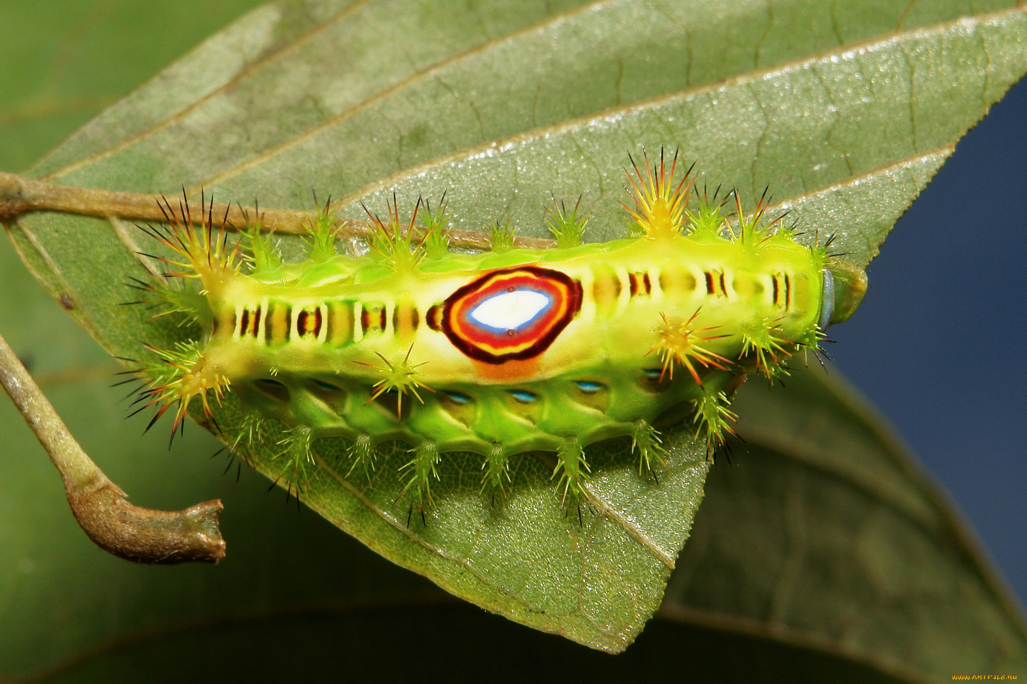 Гусеница ползет по листику. Гусеница под листком. Гусеница на листике. Гусеница на листе. Коричневые гусеницы на листьях.
