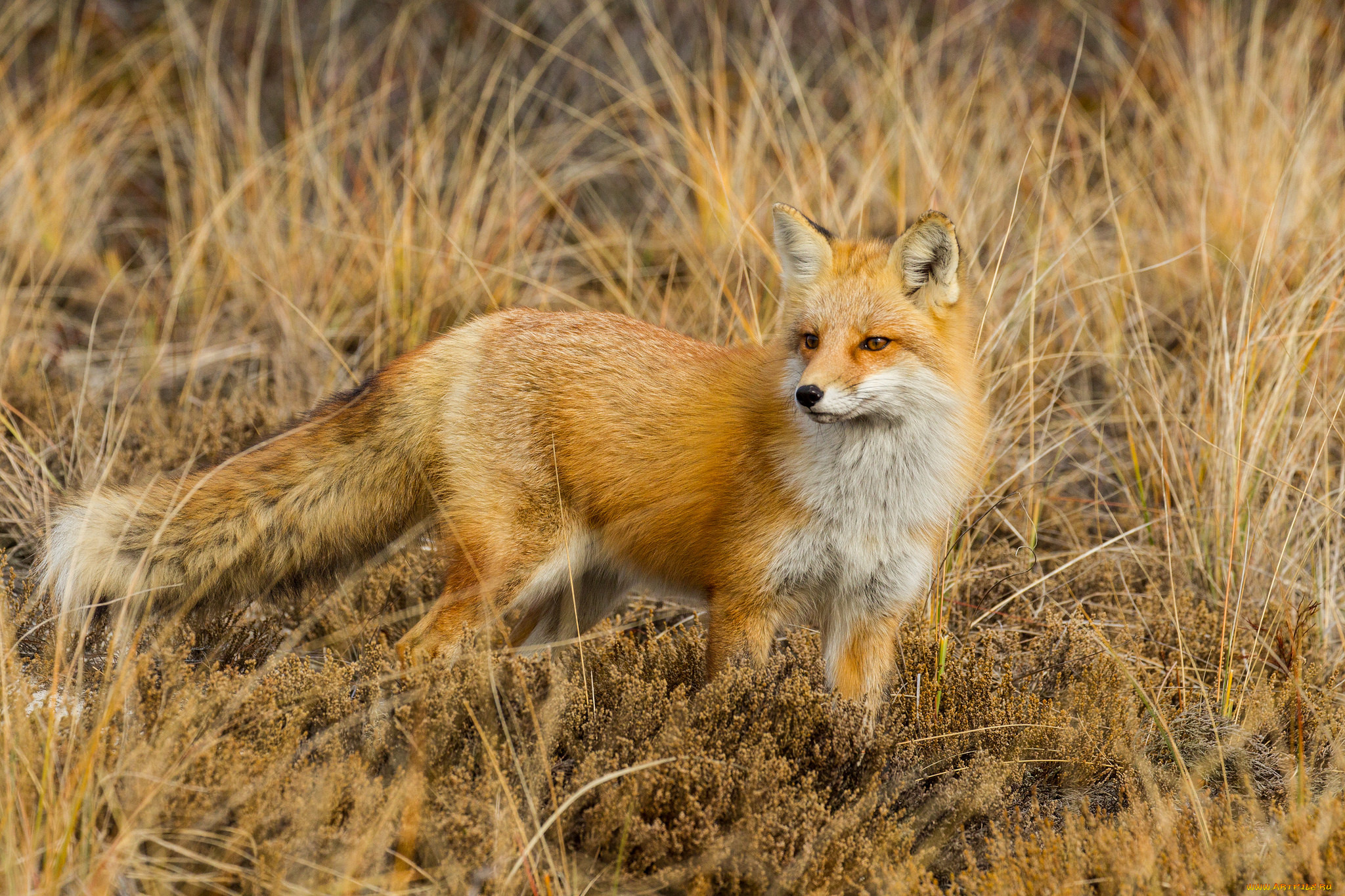 Какой лиса зверь. Среднерусская лисица обыкновенная. Лиса животное. Лиса картинка. Фото лисы.