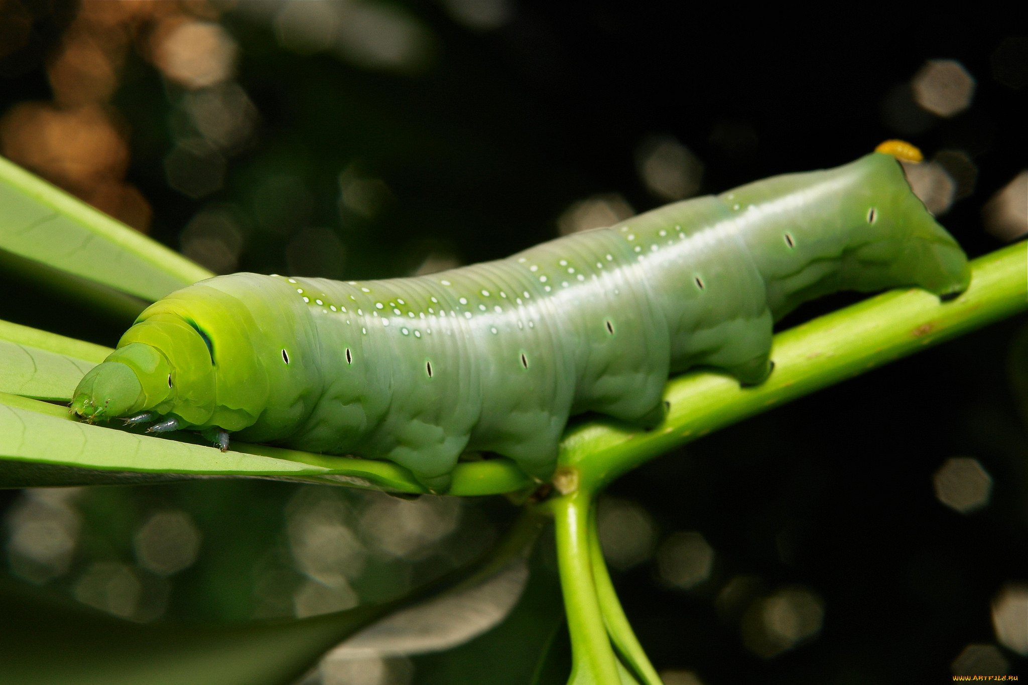 Что едят гусеницы. Вирджиния грин гусеница. Обои гусеница. Коричневая гусеница. Гусеница веточка.