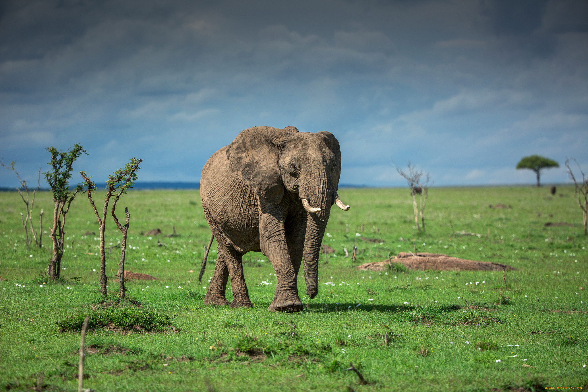 Африканский слон детям