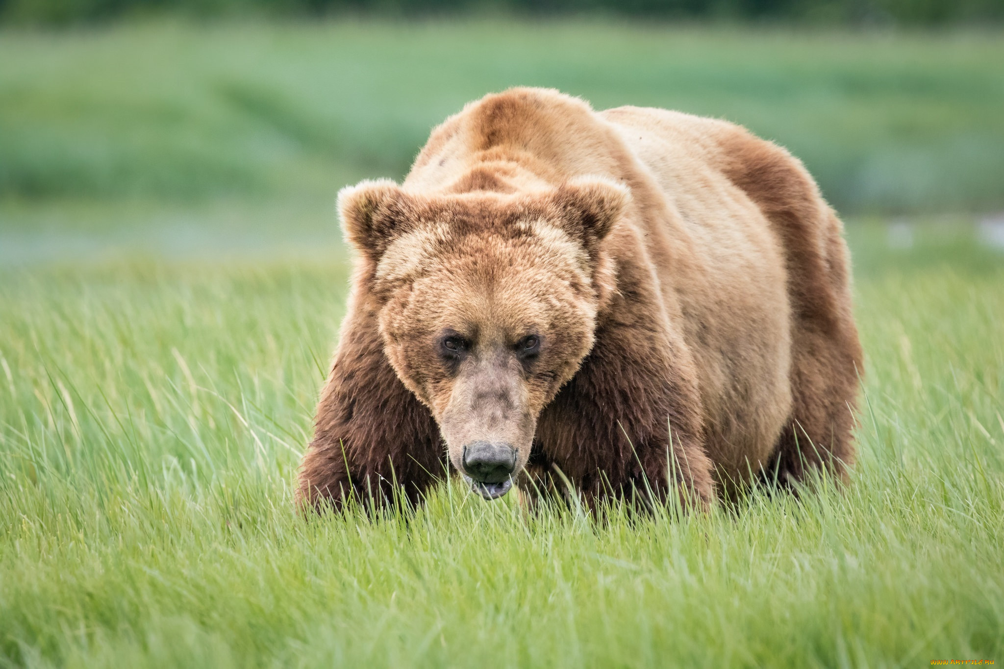 Медведь. Апеннинский бурый медведь. Аляскинский бурый медведь. Медведь Гризли. Тянь шаньский медведь.