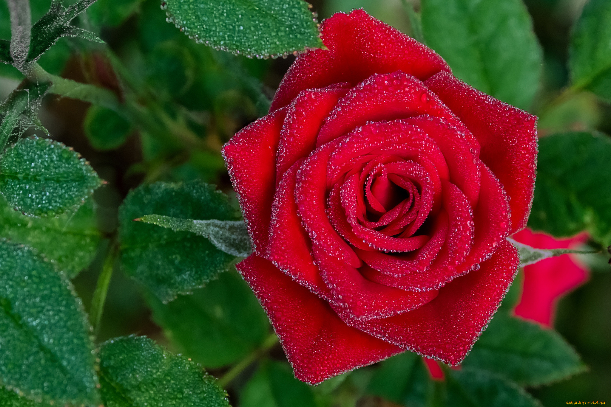Картинки розы. Роза МАЛЕДИКТА. Роза троянда. Красные розы. Бутон красной розы.