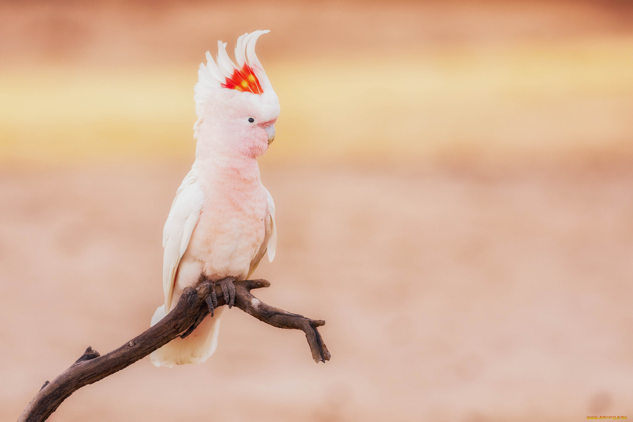 Peekaboo Cockatoo