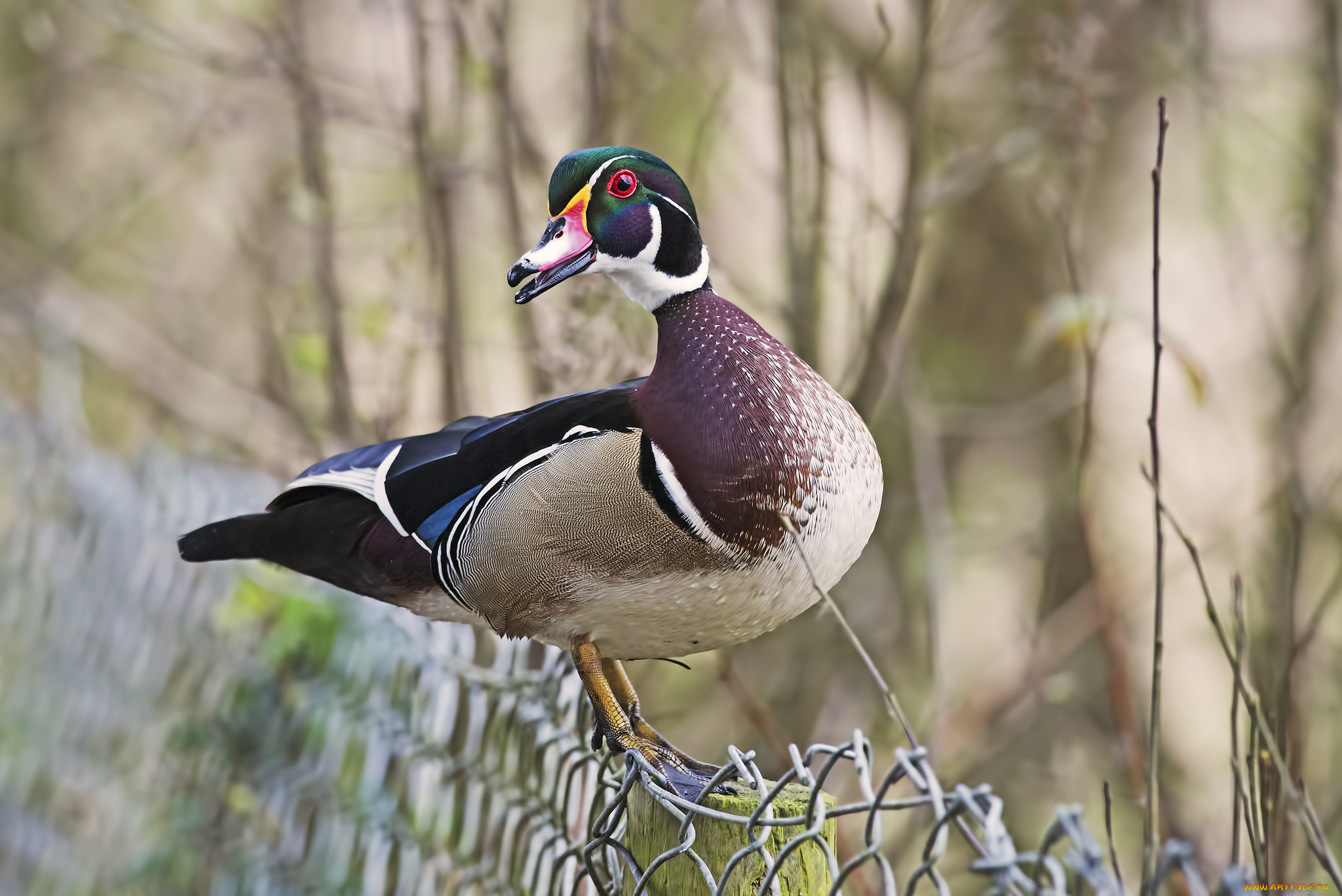 Французская утка. Французская утка. Белые мускусные утки. Индоутки мускусные белые. Хаки-кемпбелл порода.