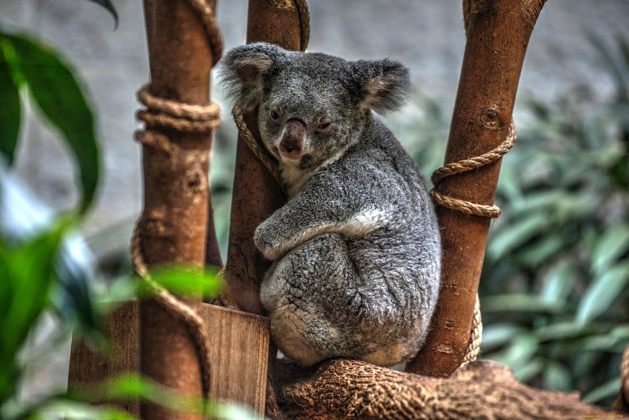 Коала живет в австралии. Коала. Мишка коала. Австралия Куала. Коала на бамбуке.