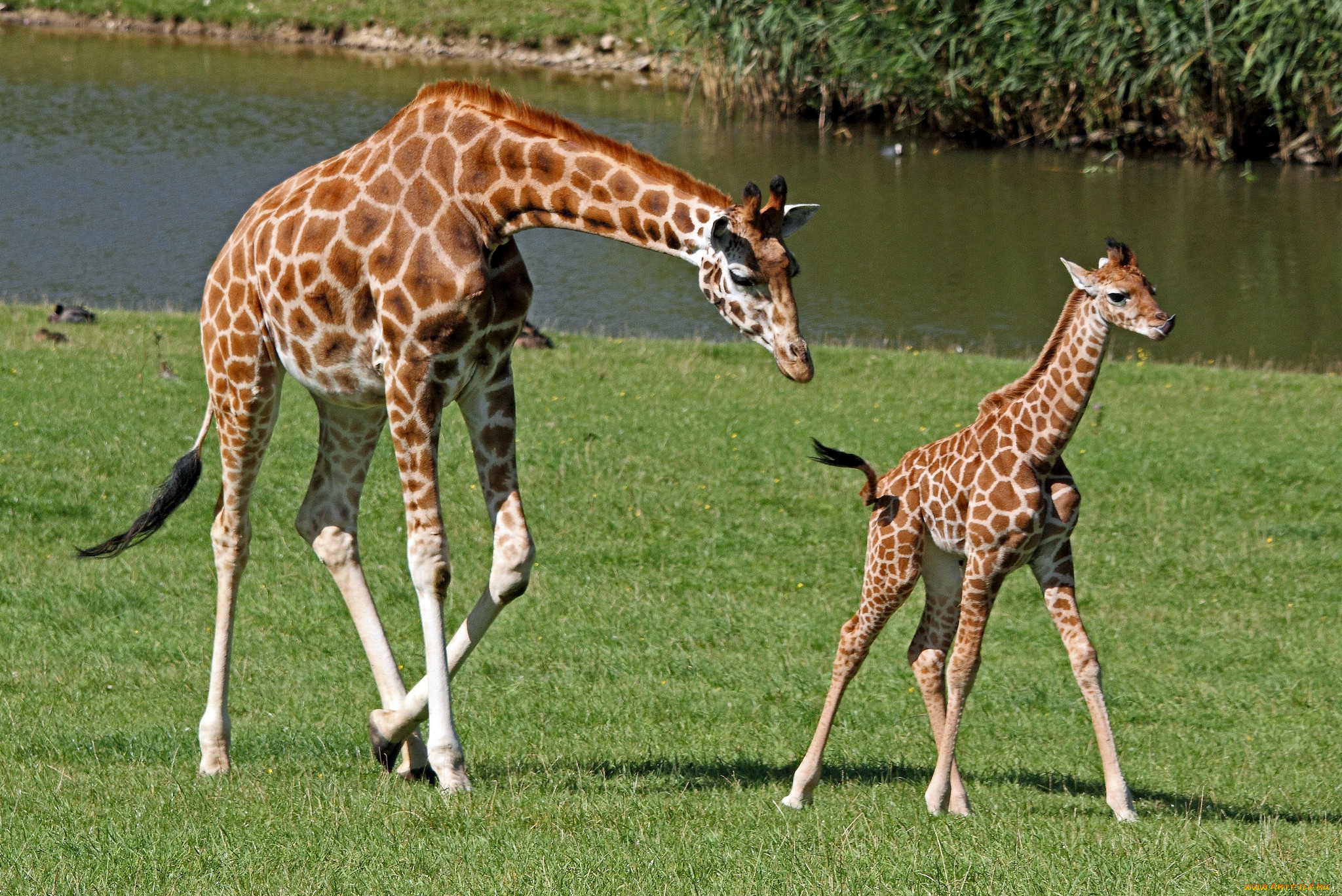 Жираф фото животного для детей